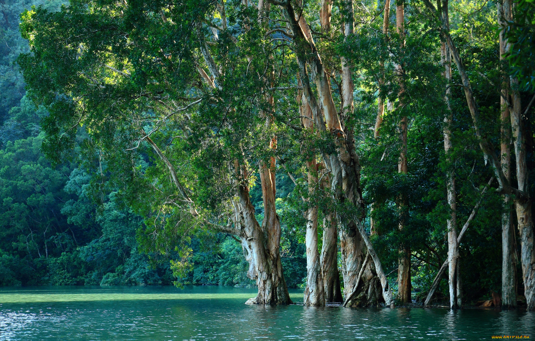 природа, деревья, вода, мангровый, лес