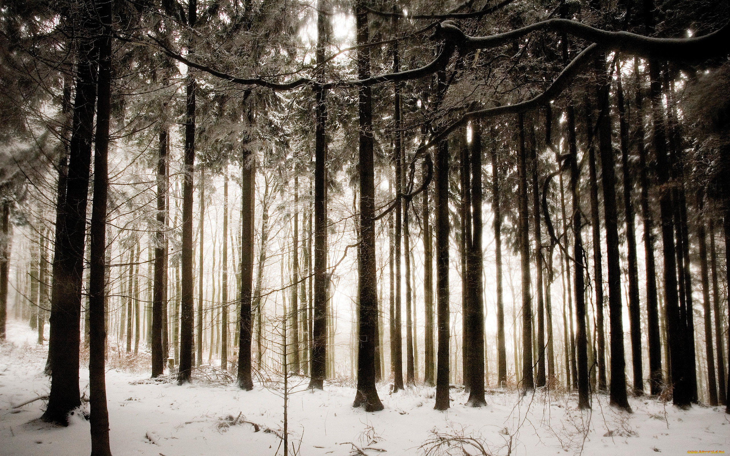 природа снег зима лес деревья скачать