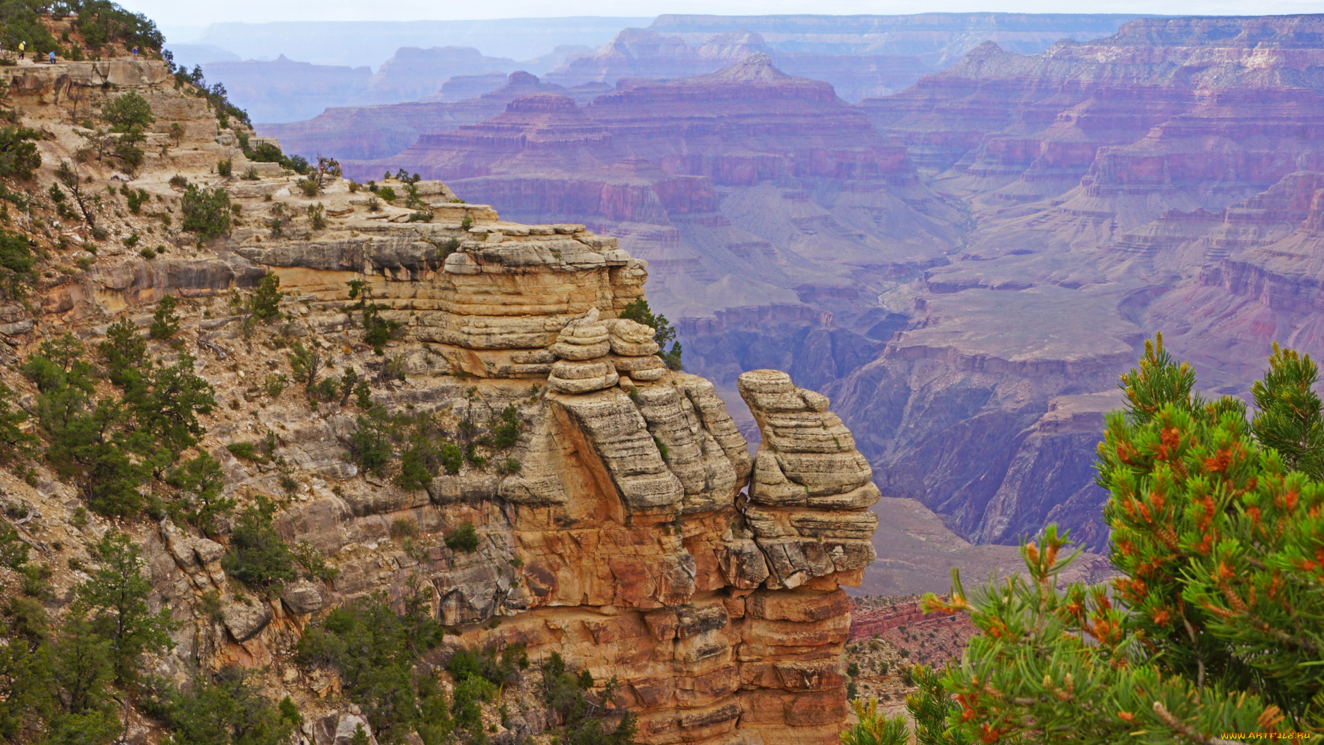 grand, canyon, парк, сша, природа, горы, растения