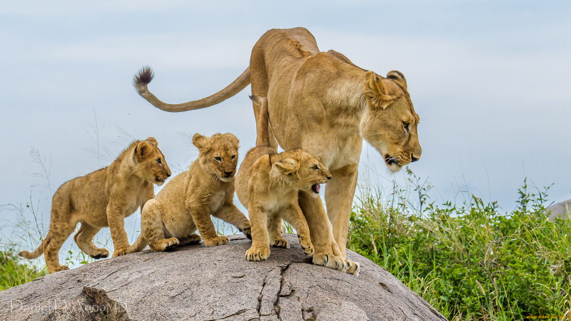 животные, львы, мама, дети, семья