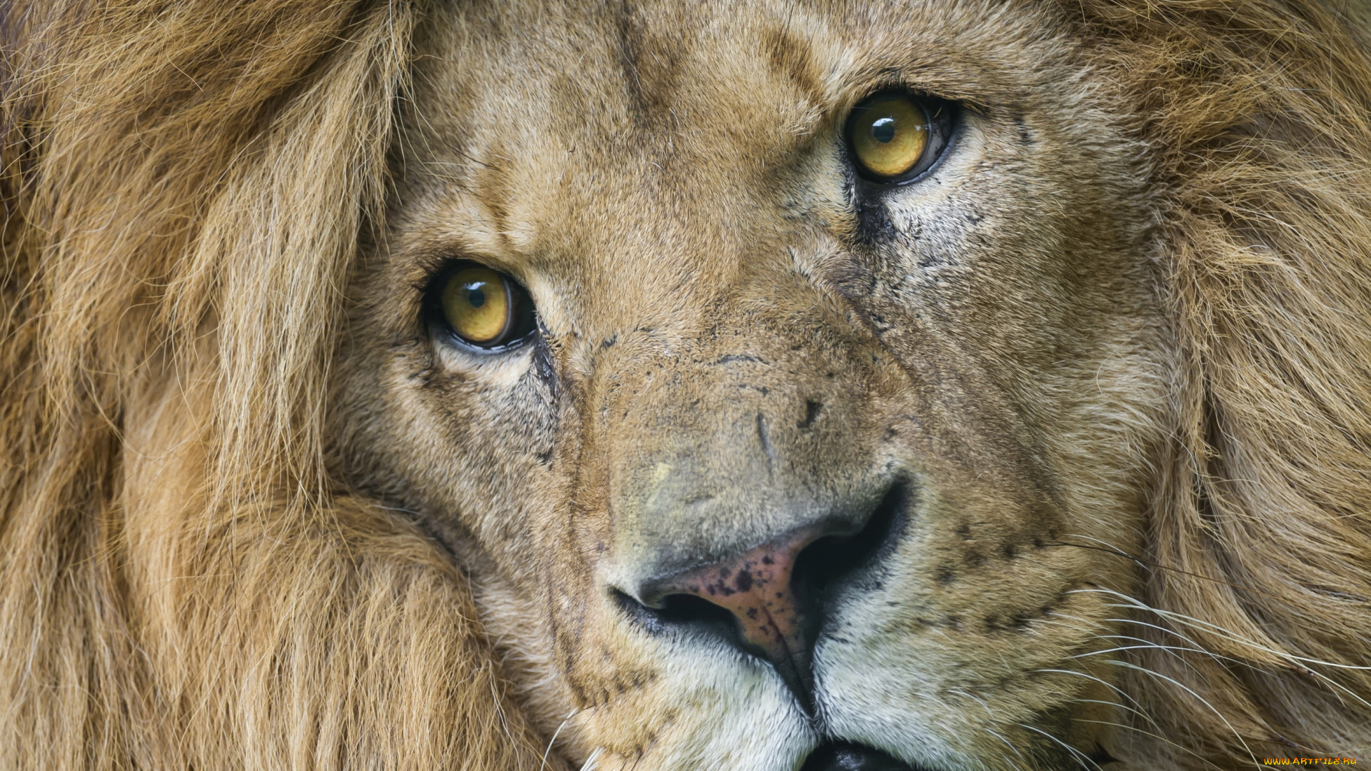 животные, львы, портрет