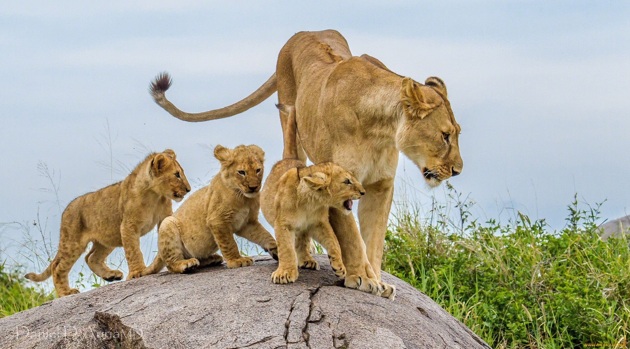 животные, львы, мама, дети, семья