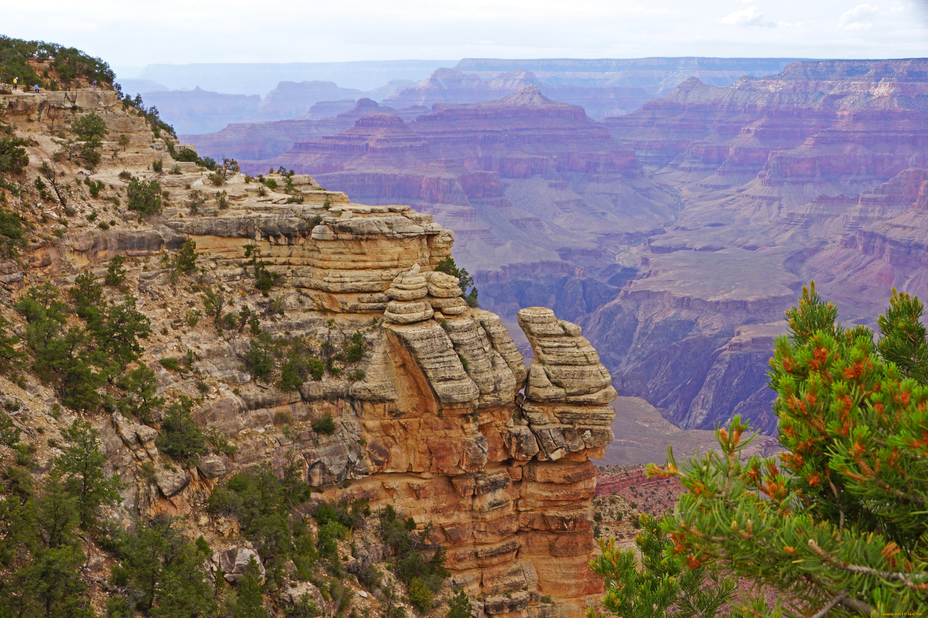 grand, canyon, парк, сша, природа, горы, растения