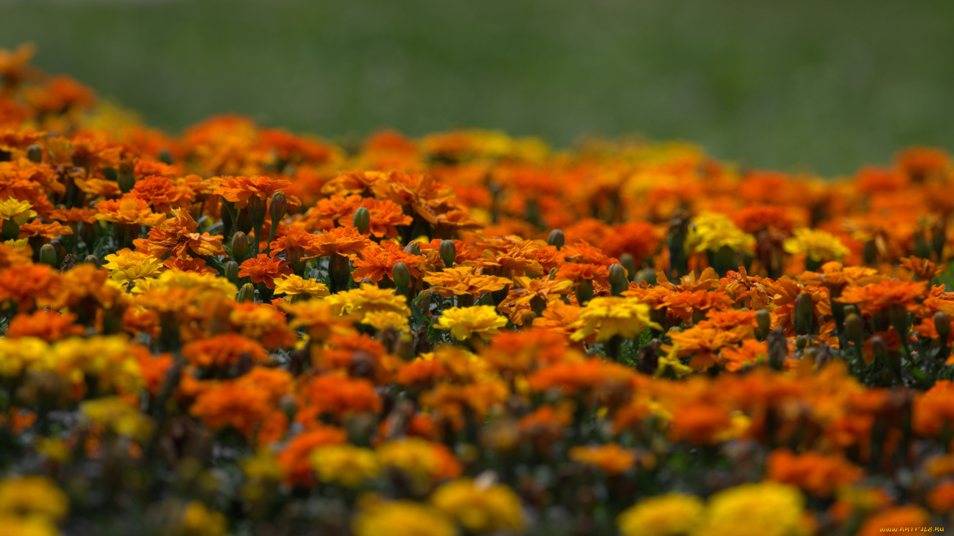 цветы, бархатцы, оранжевые, желтые, кустики, цветение