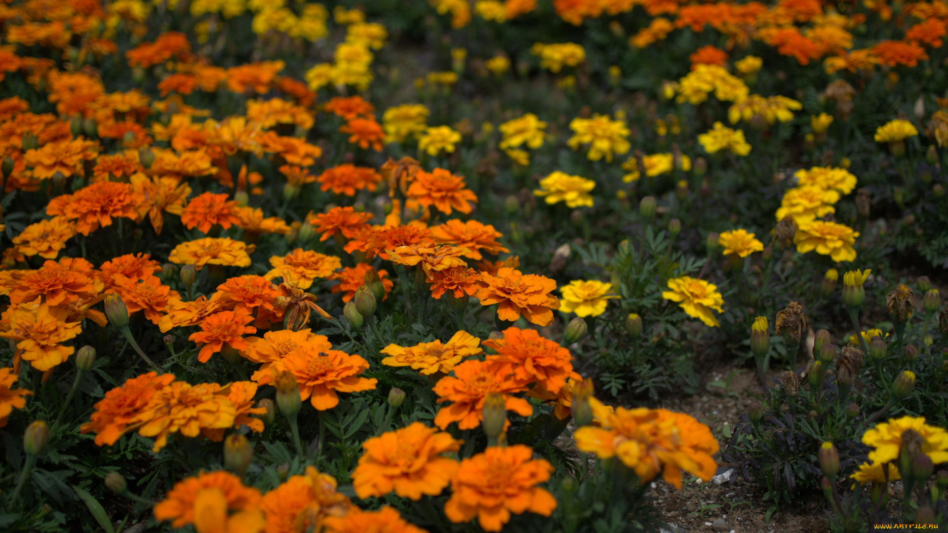 цветы, бархатцы, оранжевые, желтые, кустики, цветение, yellow, orange, flowering, bushes, marigold