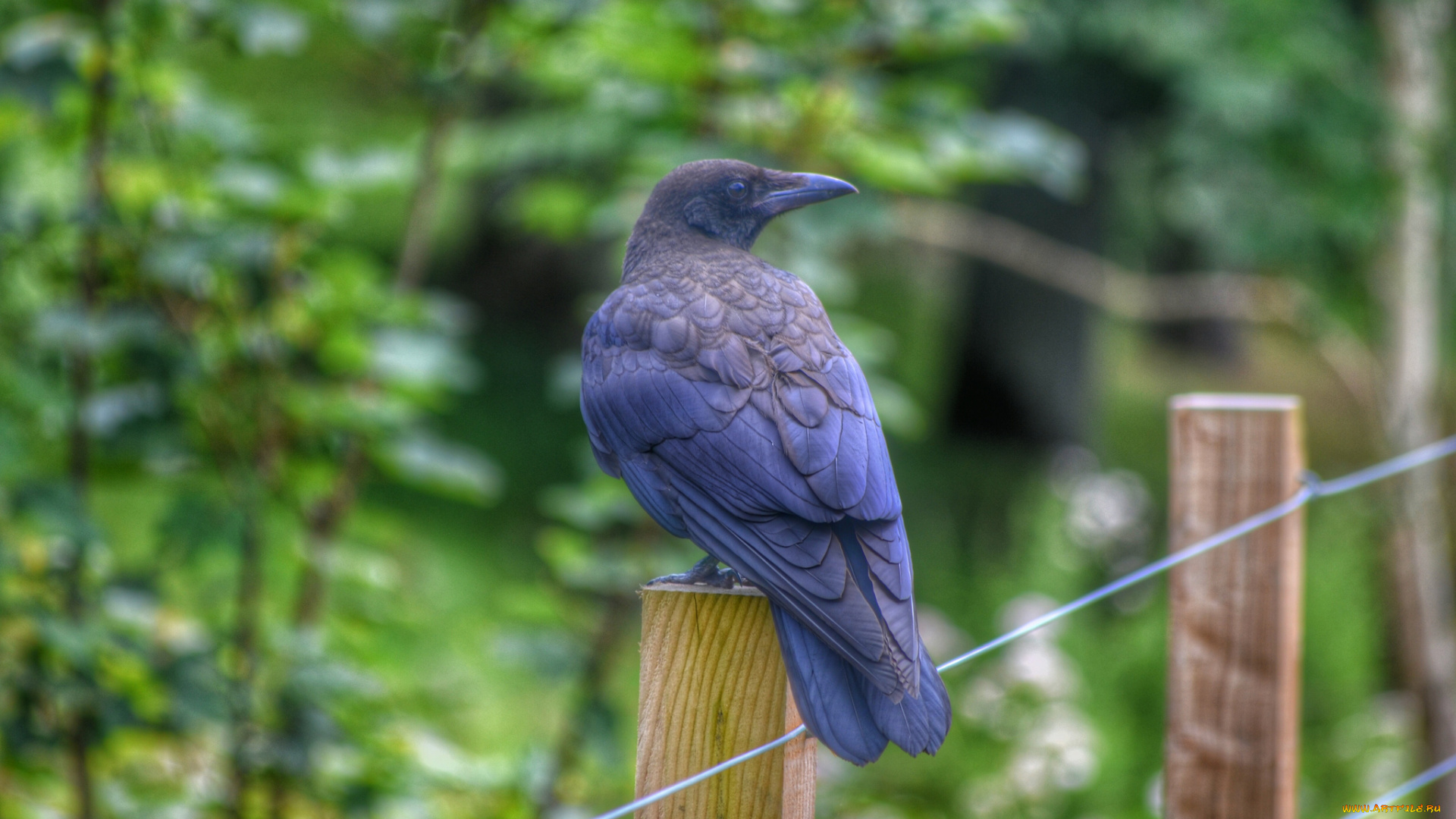 the, crow, животные, вороны, , грачи, , галки, ворон, черный