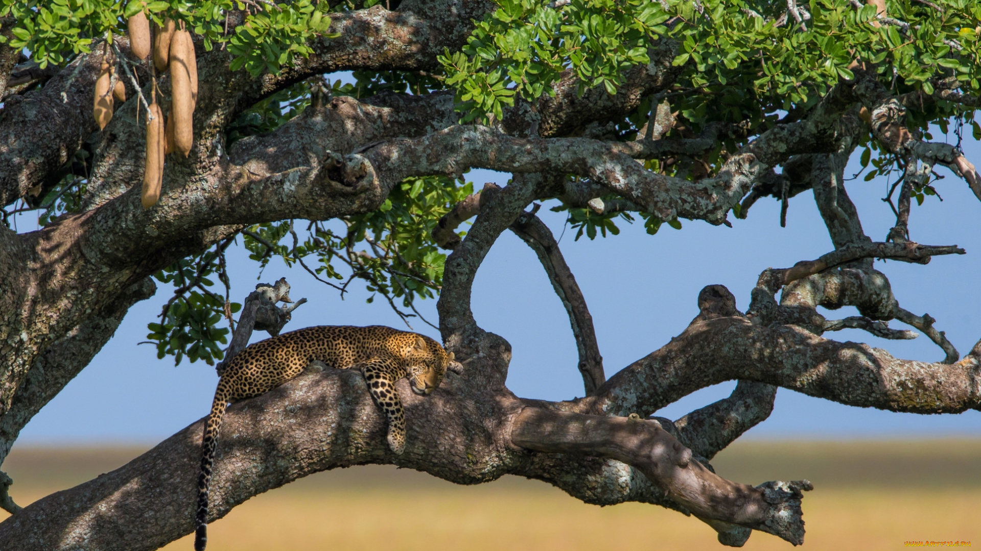животные, леопарды, дерево, отдых