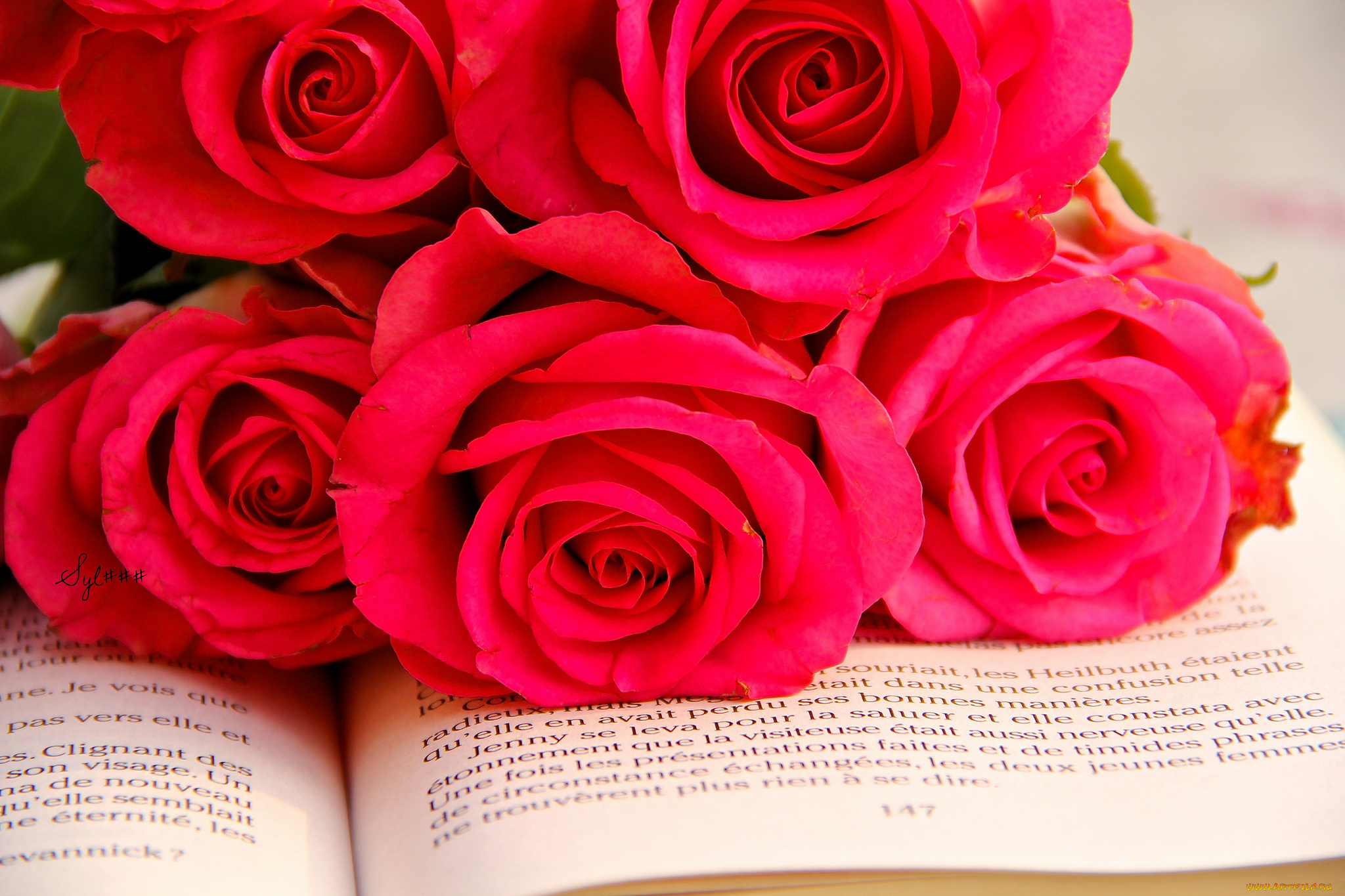 цветы, розы, книга, красная, бутоны