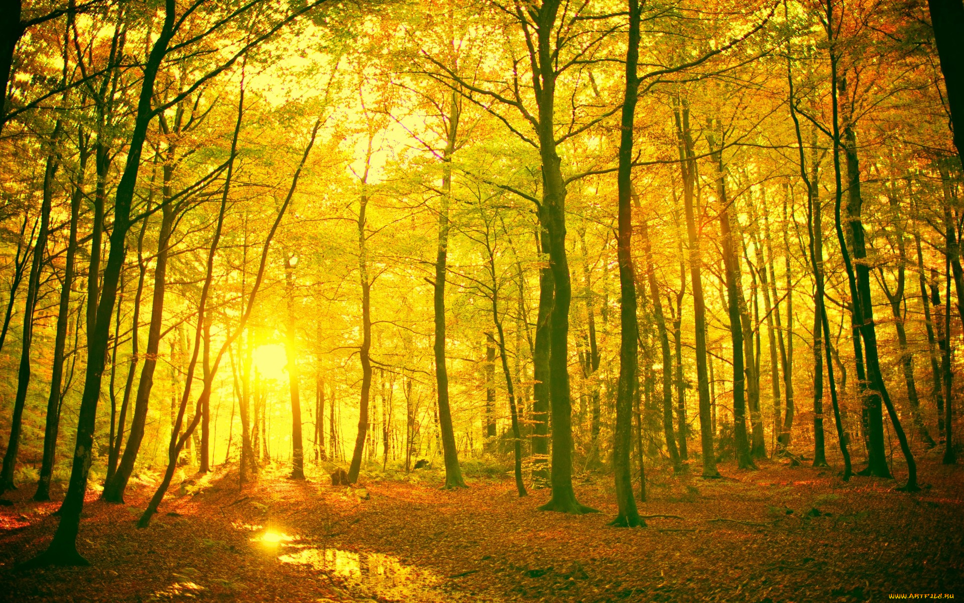 природа, лес, дерево, деревья, пейзаж, листья, листочки, ветки, ствол, желтый, красный, солнце, лучи