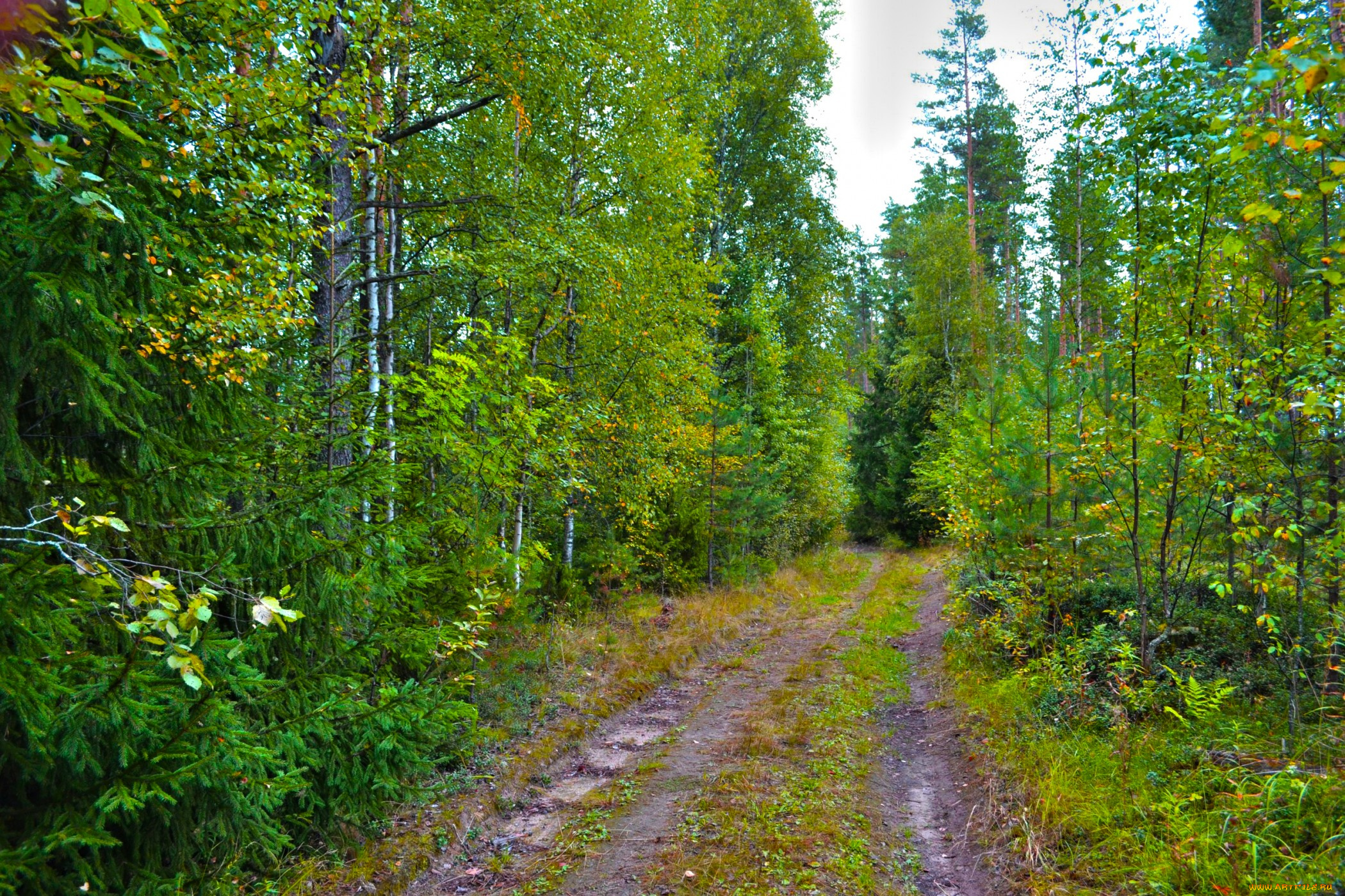 природа, дороги, проселок, лес