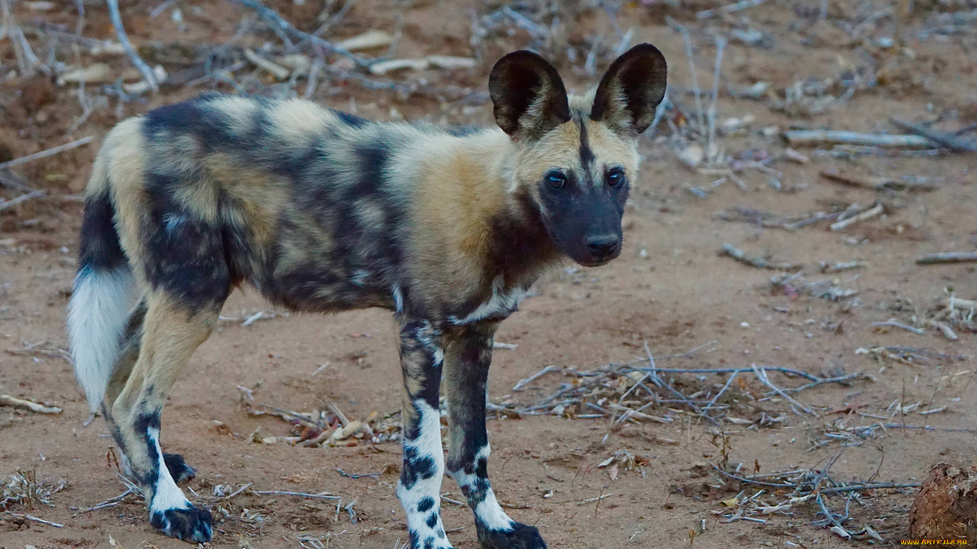 african, wild, dog, животные, гиены, , гиеновые, собаки, хищник