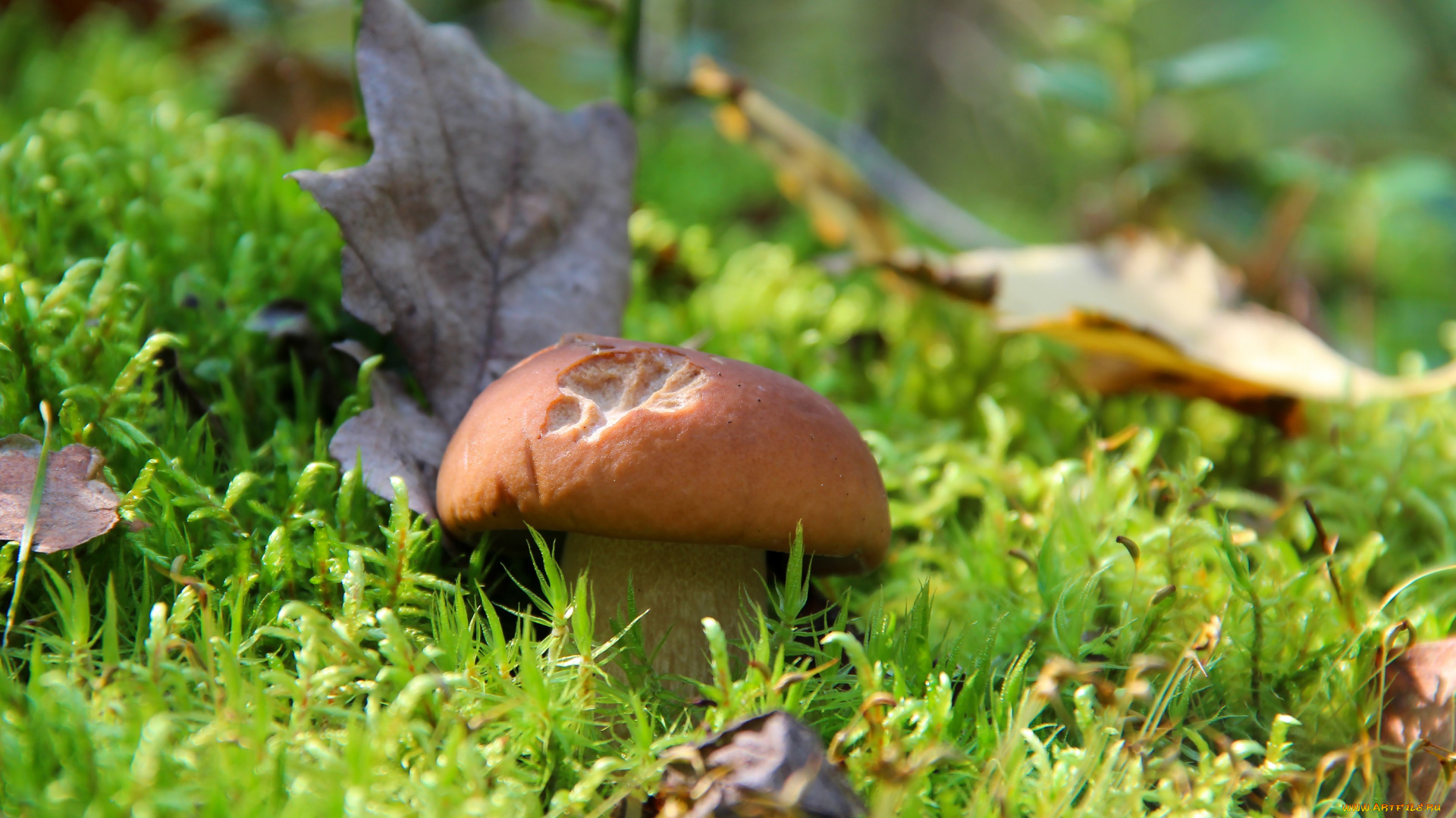 природа, грибы, красота, осень, белый, гриб, лес, тихая, охота