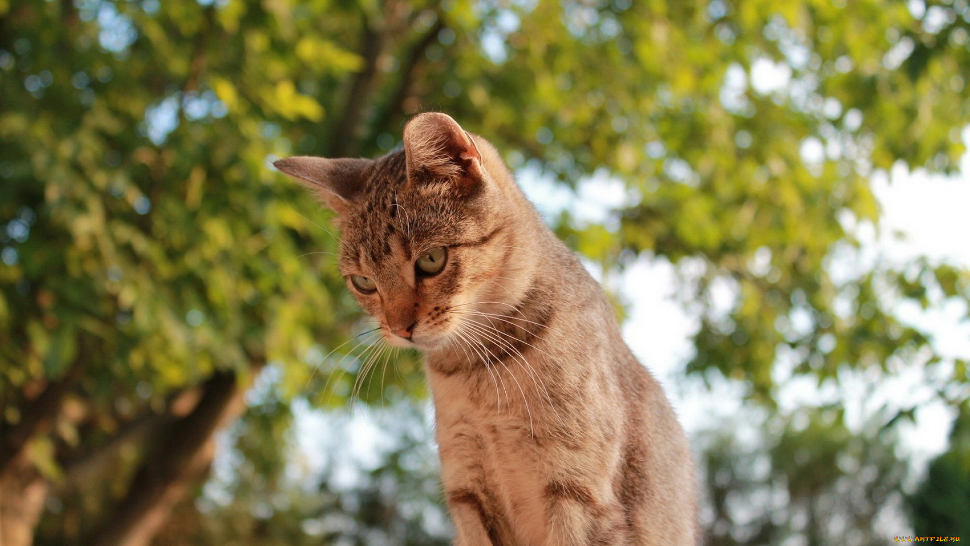 животные, коты, растение