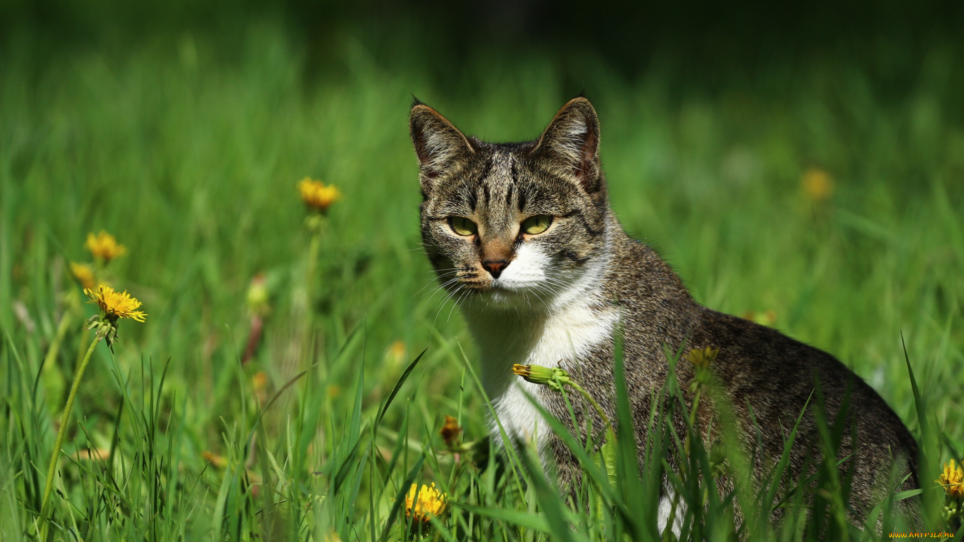 животные, коты, травка, кошка, киса, зелень, мордашка