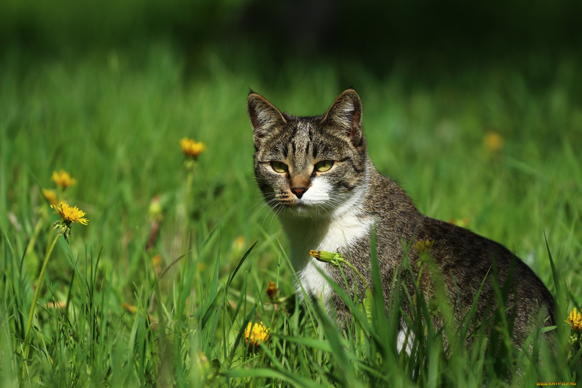 животные, коты, травка, кошка, киса, зелень, мордашка