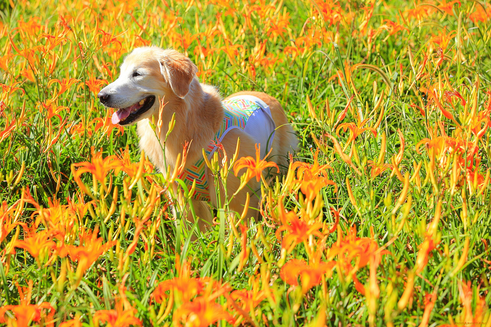 животные, собаки, собака, поле, цветы, лилии