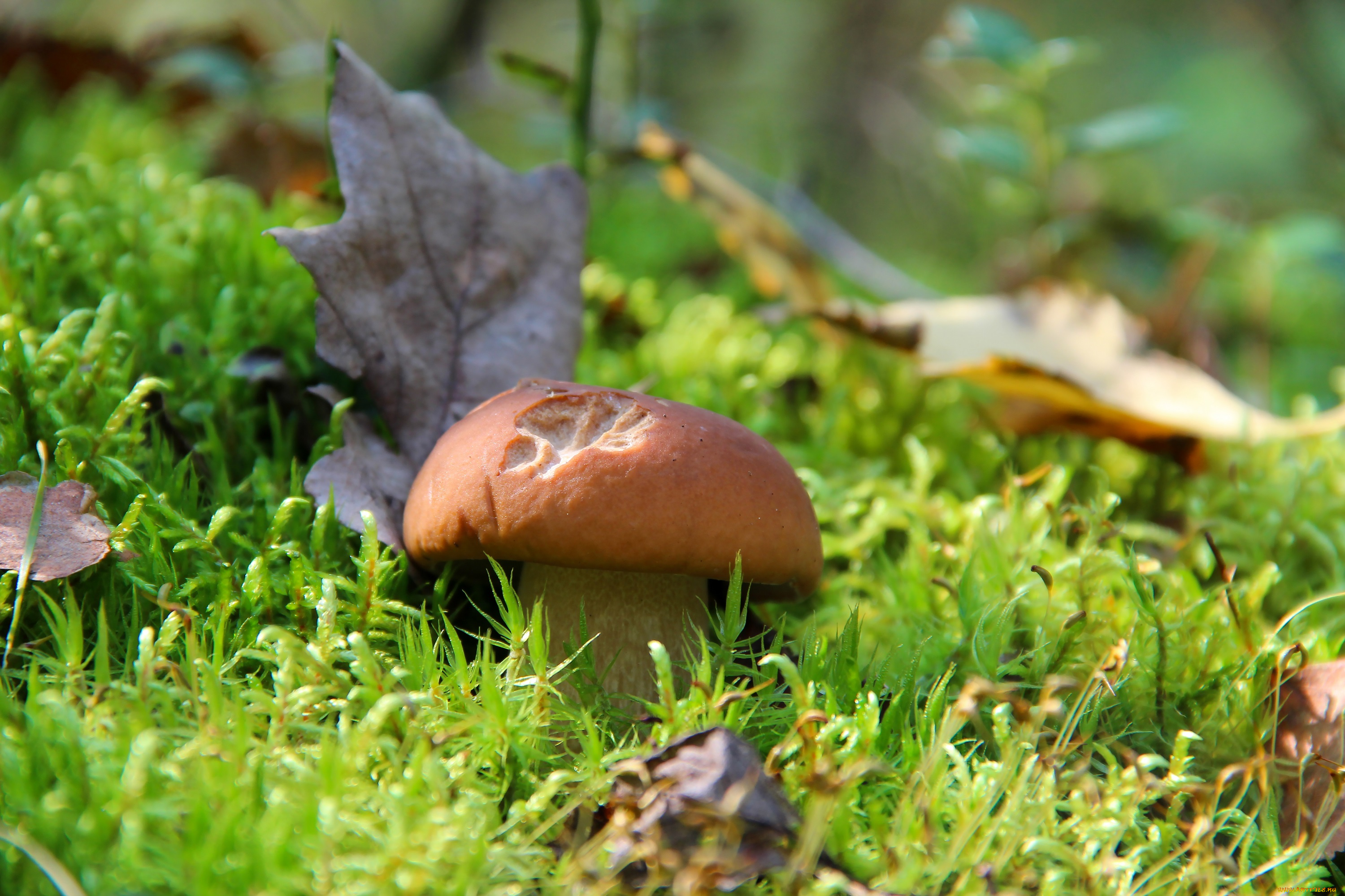 природа, грибы, красота, осень, белый, гриб, лес, тихая, охота
