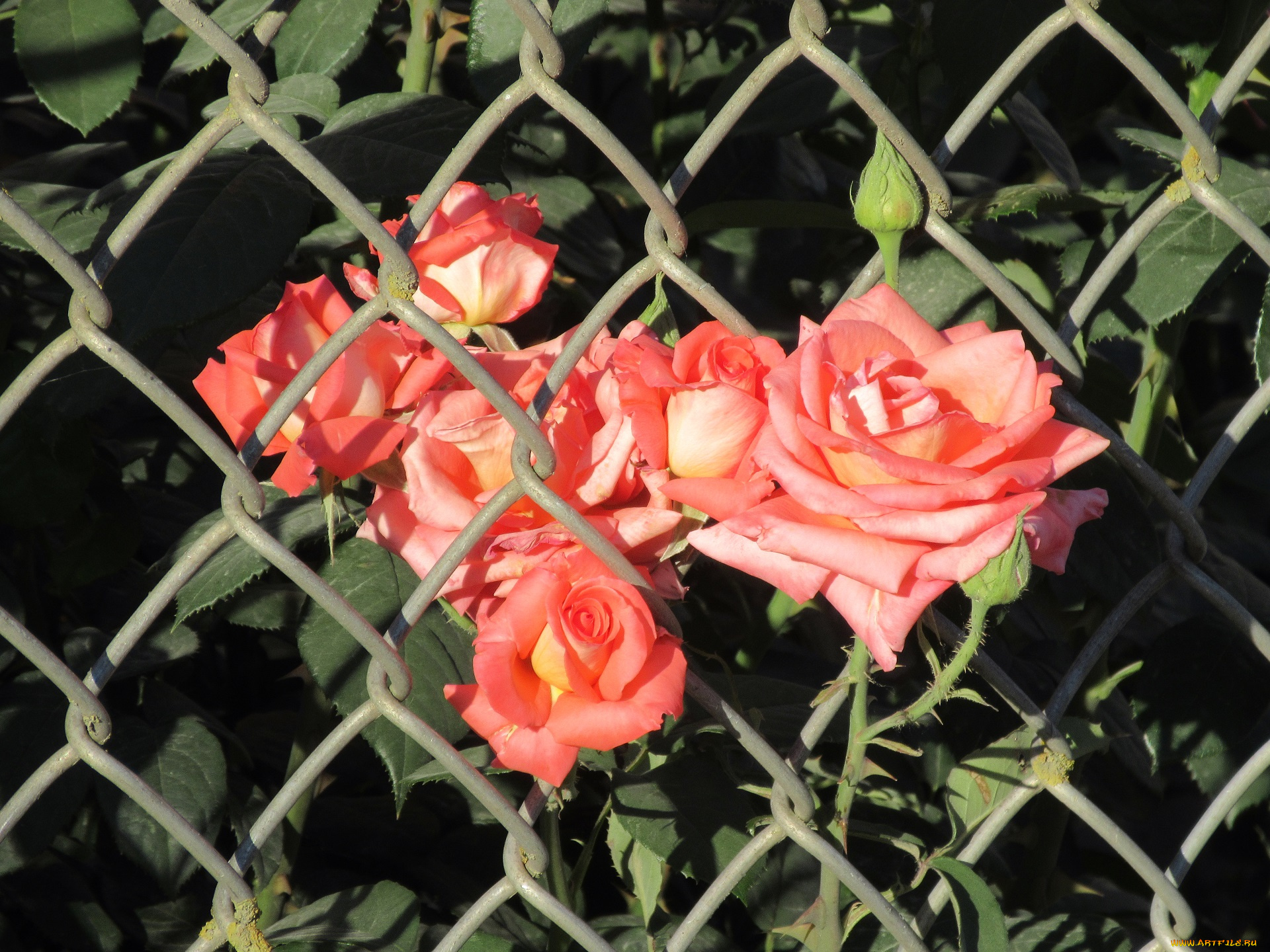 цветы, розы, лето, 2018