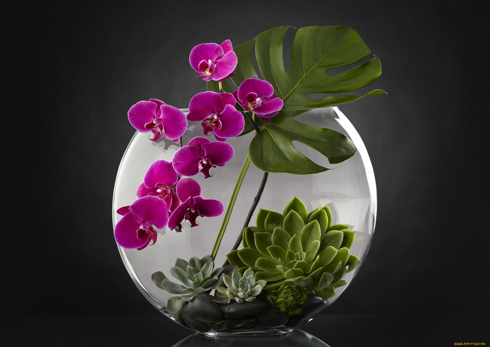 цветы, орхидеи, аквариум, орхидея, растения
