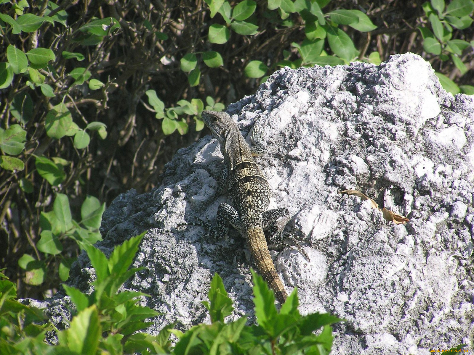 iguane, животные, Ящерицы, игуаны, вараны