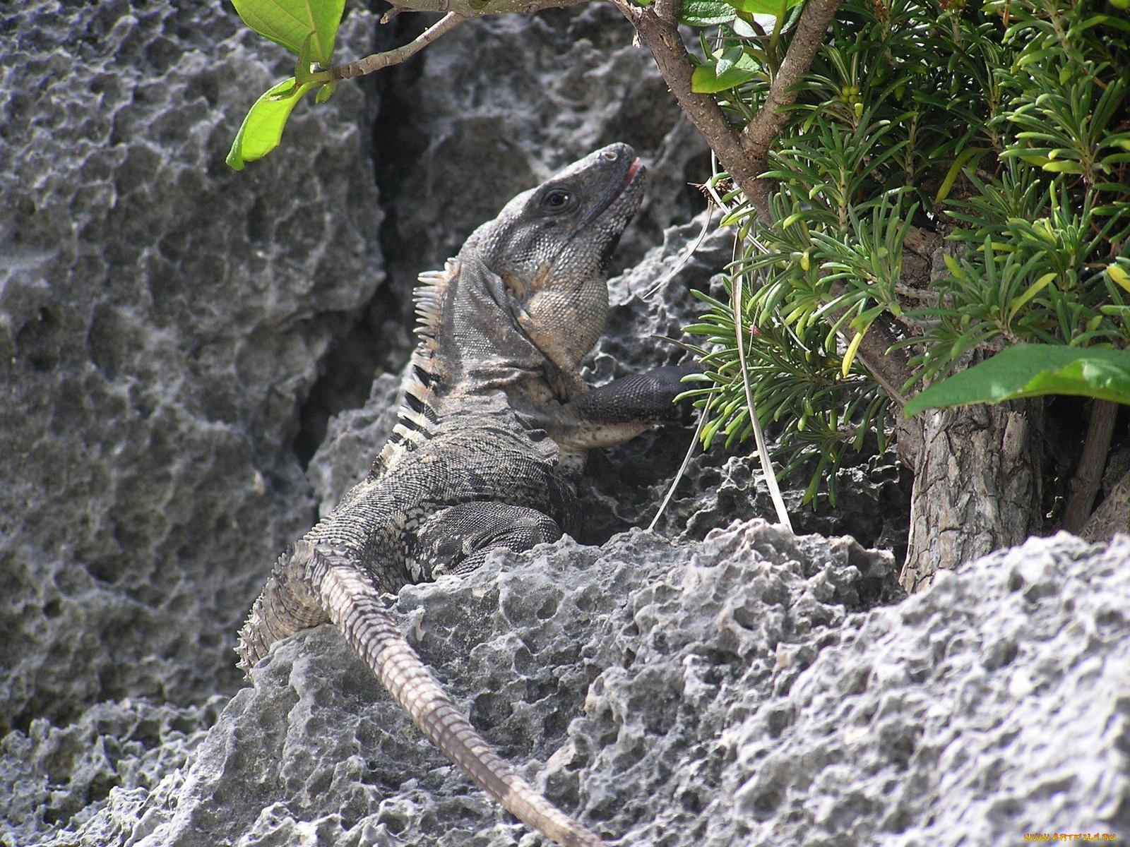 iguane, животные, Ящерицы, игуаны, вараны