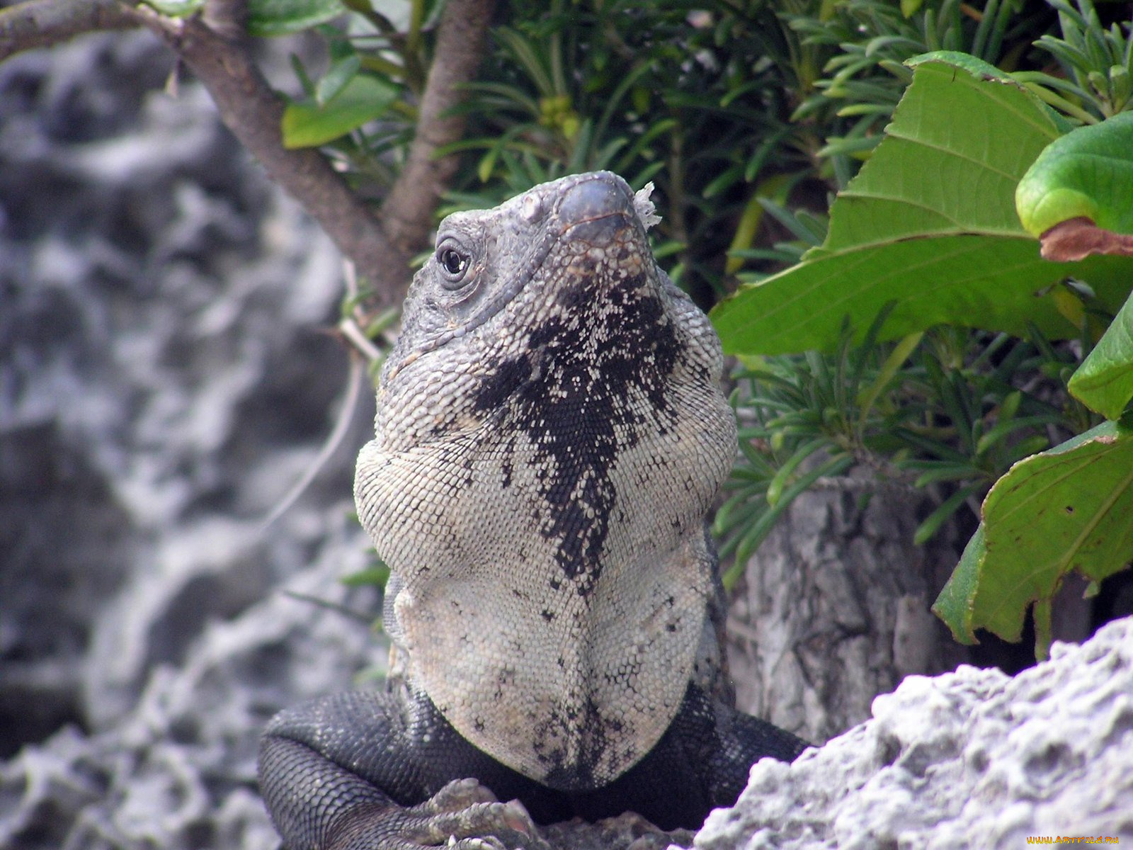 iguane, животные, Ящерицы, игуаны, вараны