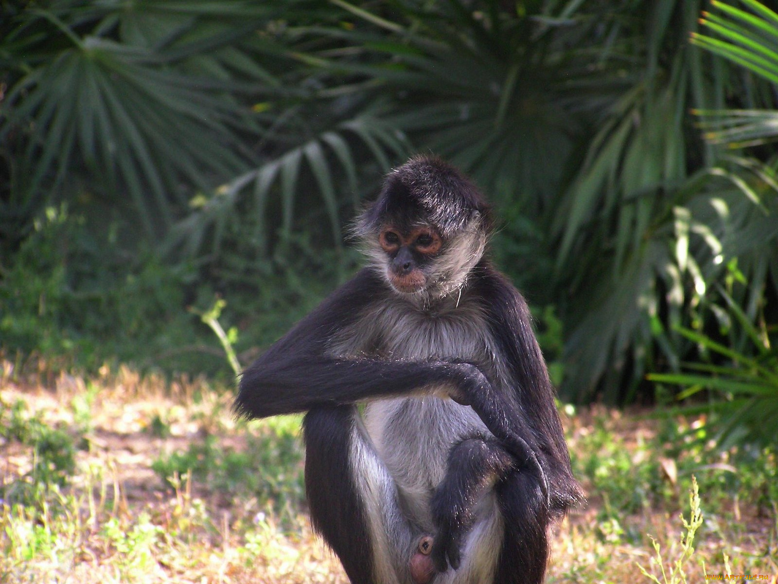 singe, araignie, животные, обезьяны