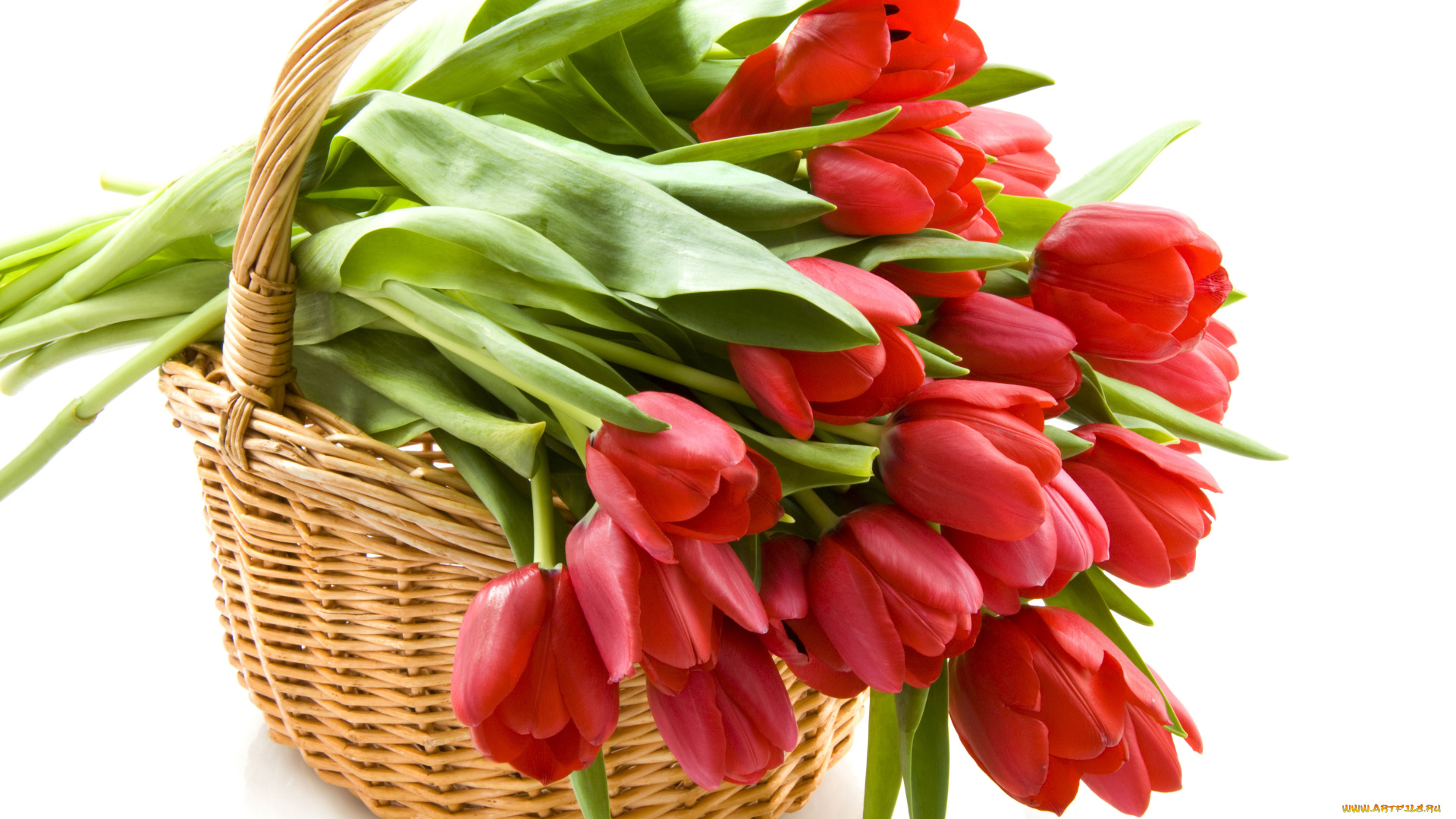red, tulips, цветы, тюльпаны, корзина