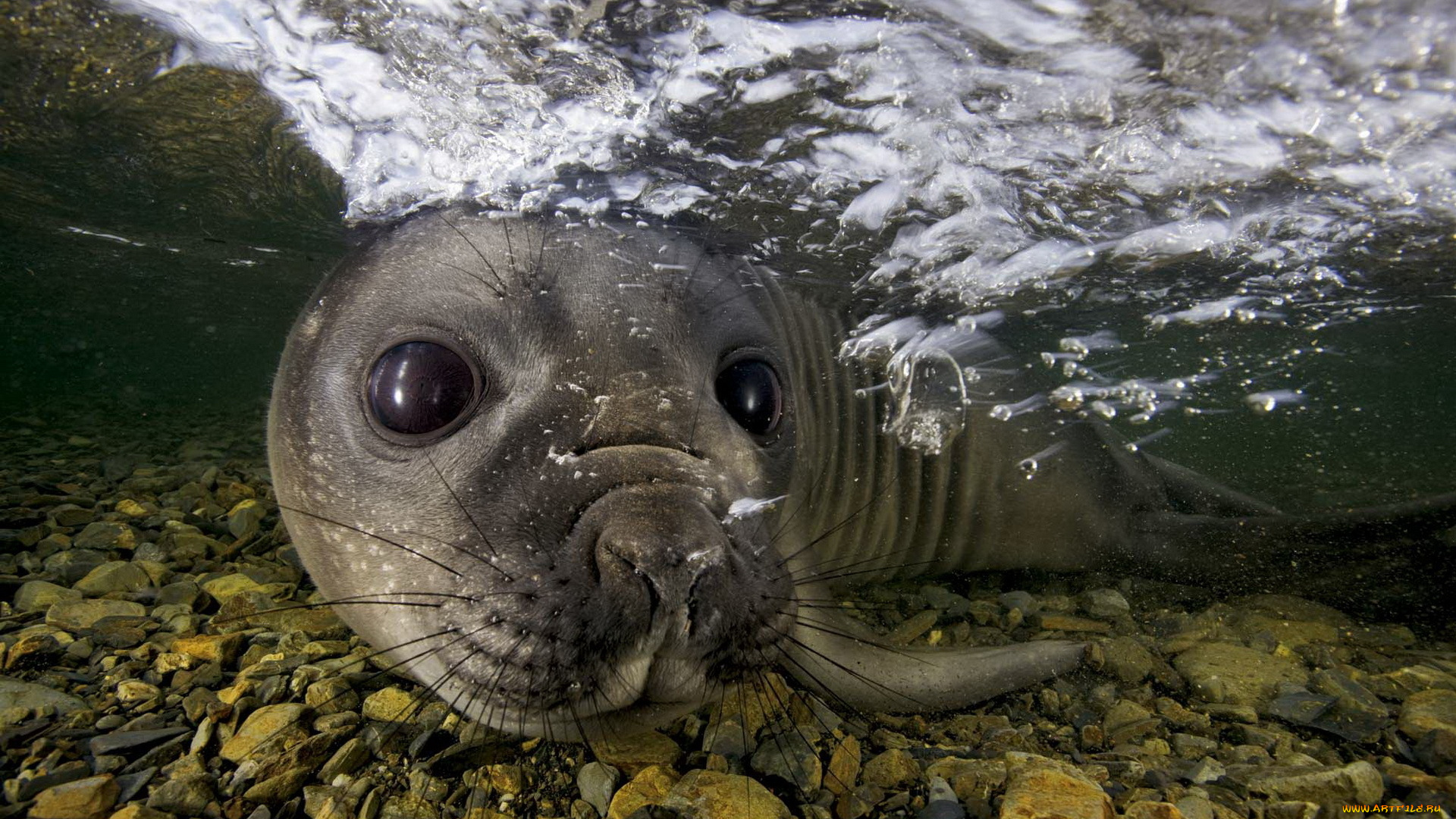 seal, животные, тюлени, морские, львы, котики, глаза, морда, котик, усы