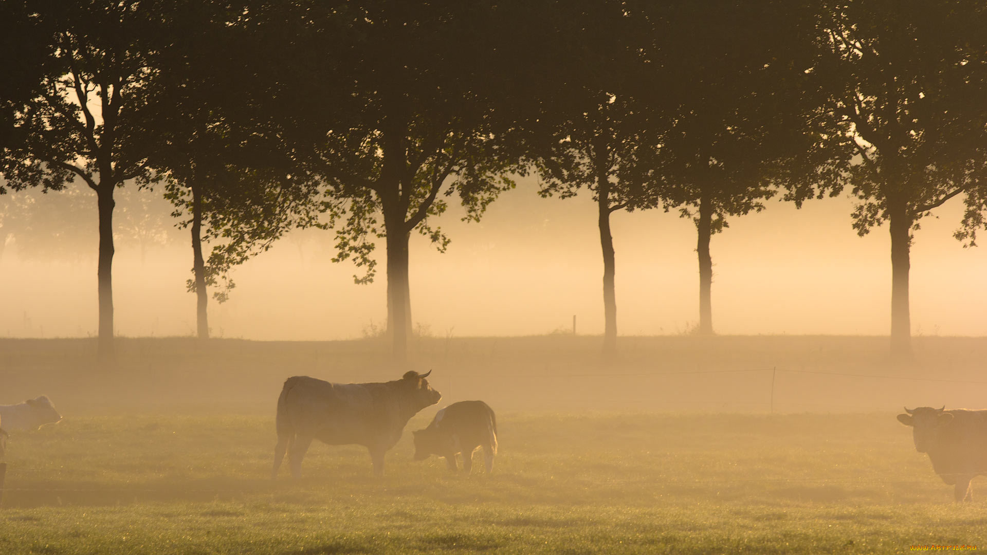 животные, коровы, буйволы, пейзаж, туман, поле, утро