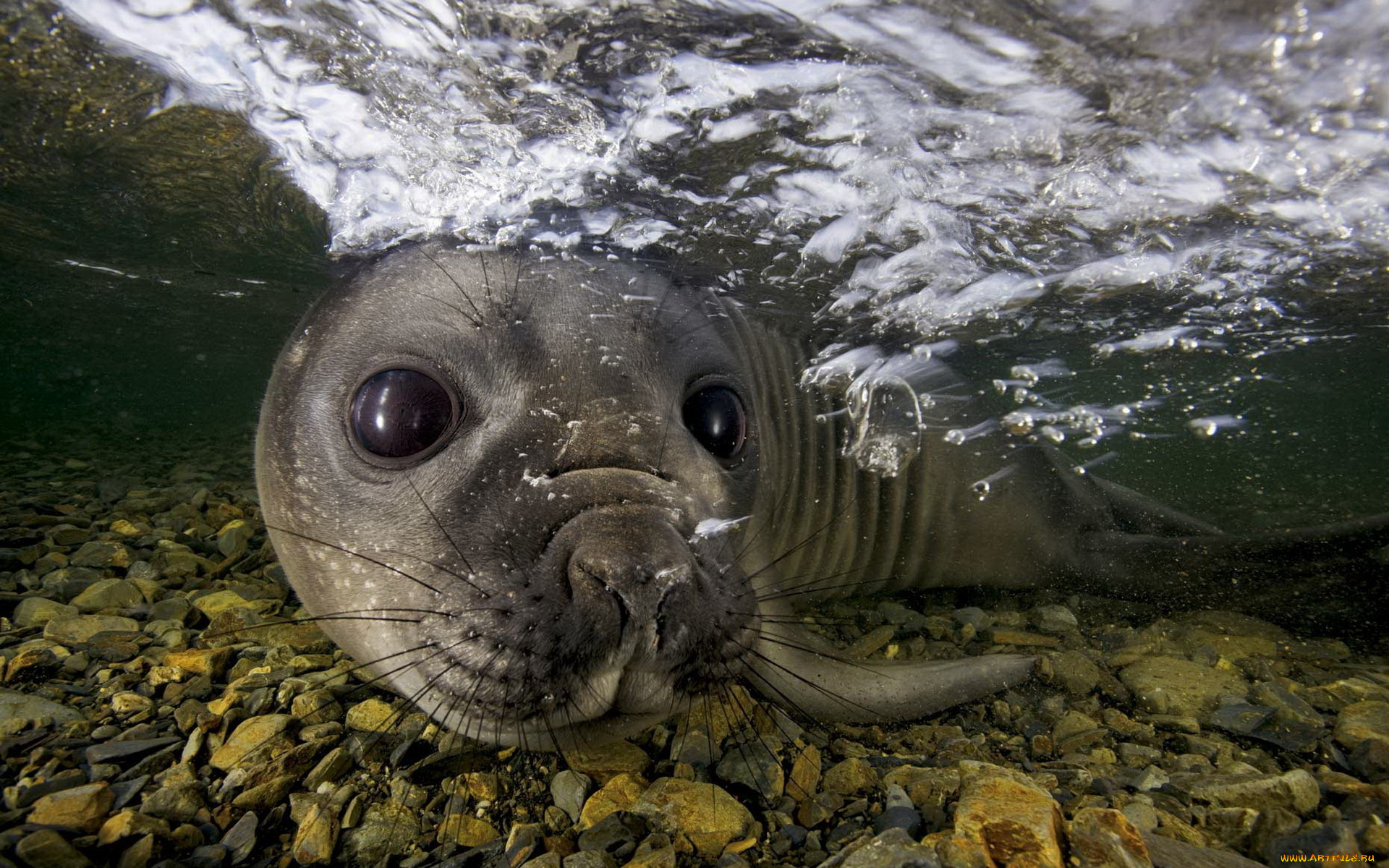 seal, животные, тюлени, морские, львы, котики, глаза, морда, котик, усы