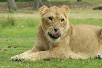 Картинка животные львы львица морда трава
