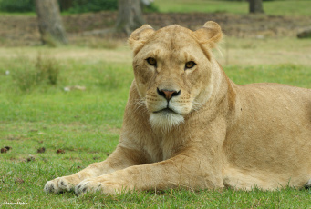 Картинка животные львы львица морда трава