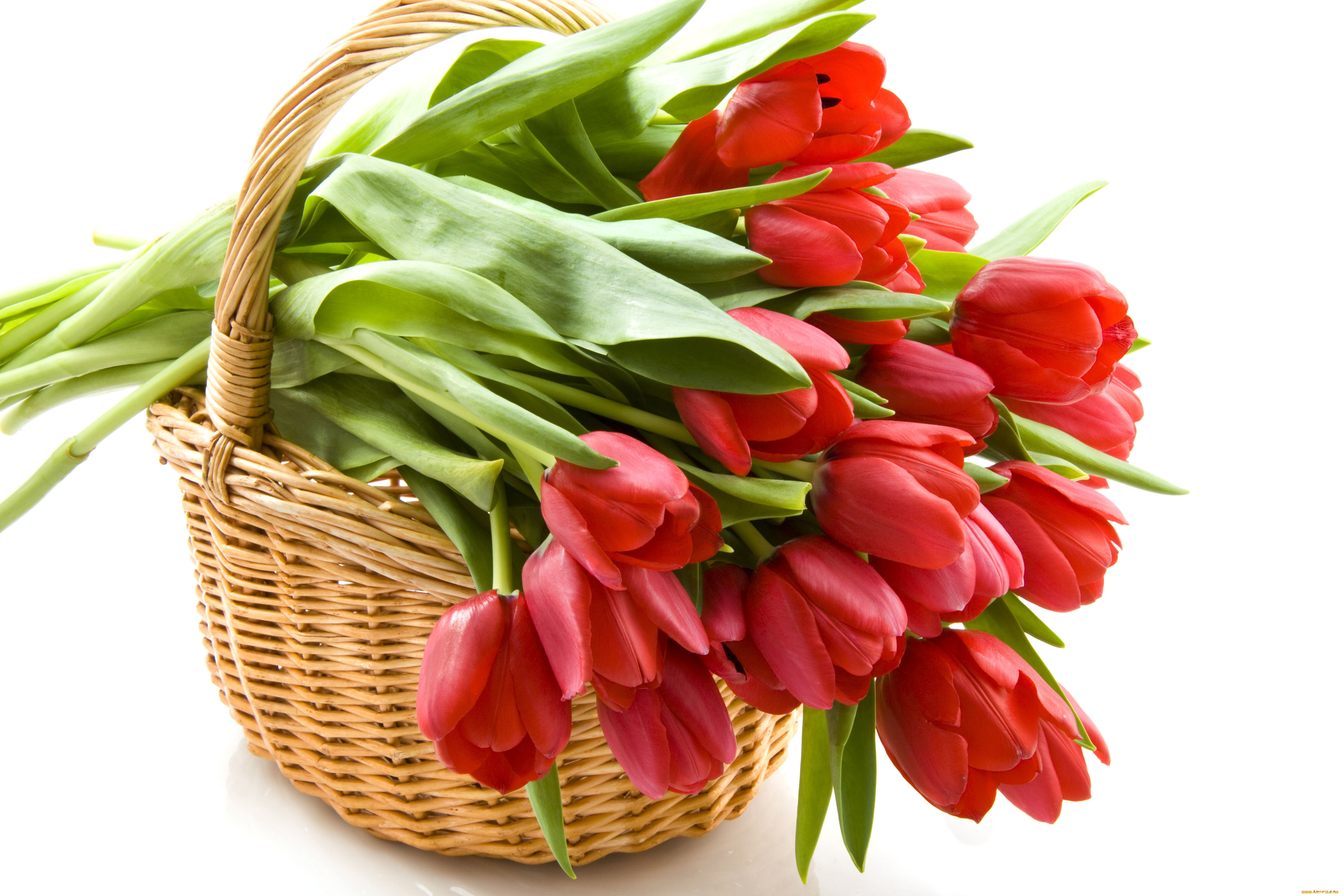 red, tulips, цветы, тюльпаны, корзина