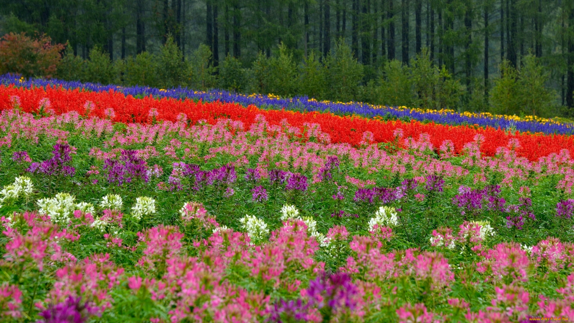 biei, hokkaido, japan, цветы, разные, вместе, биэй, лес, поле, луг, Япония, хоккайдо, боке, клеома