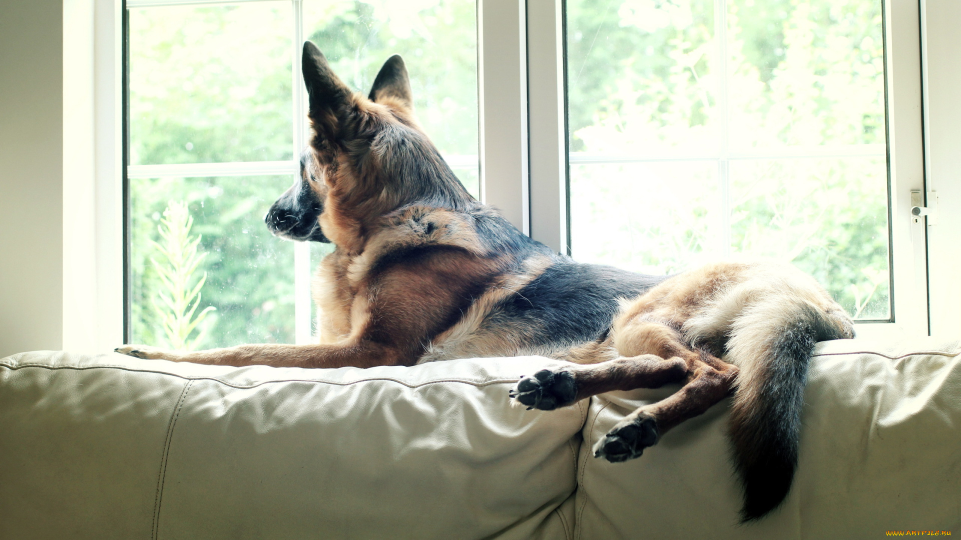 животные, собаки, watching, pet, dog, german, shepherd