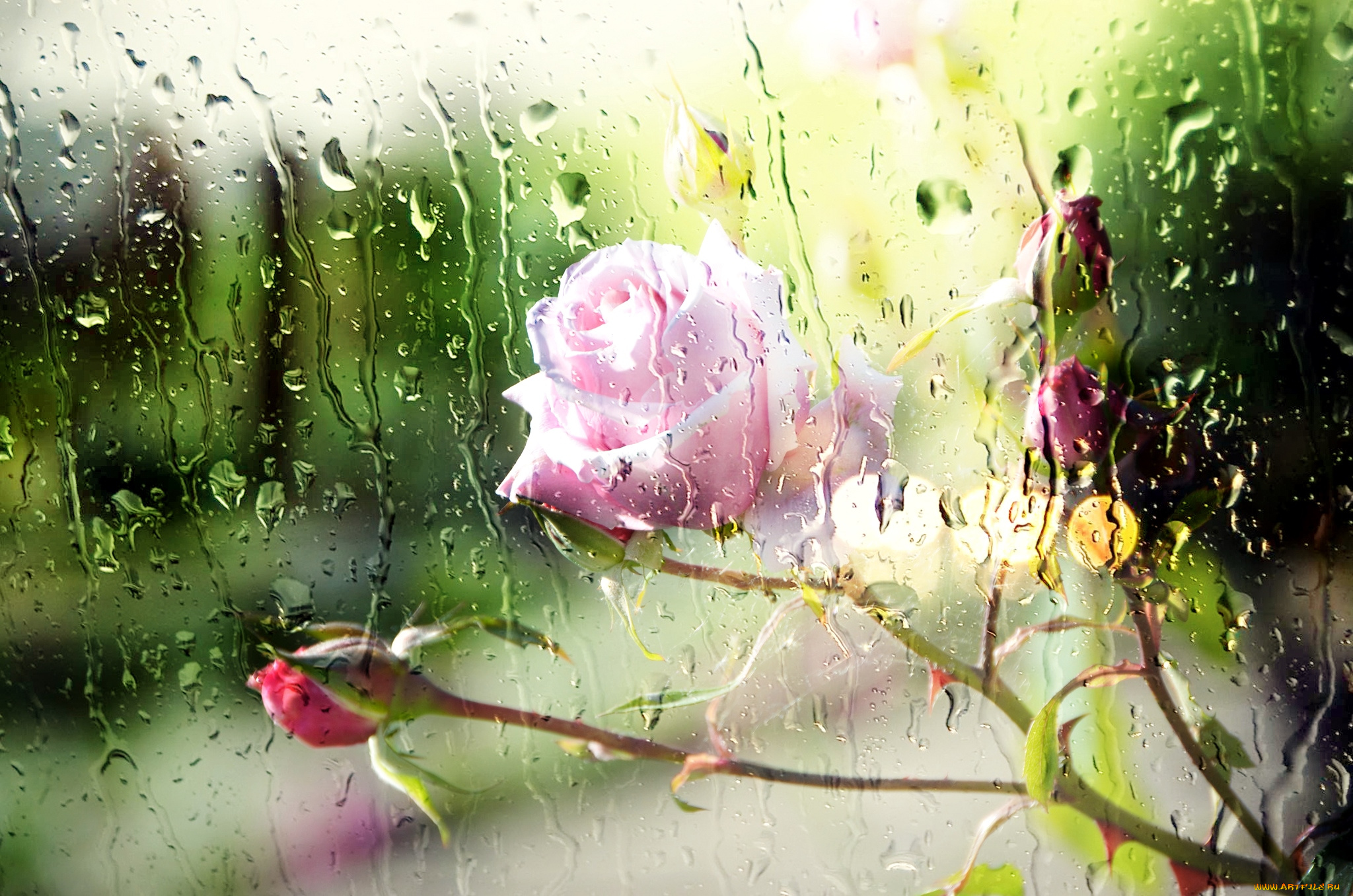 Доброе утро дождливое весеннее картинки. Летний дождь. Открытка летний дождь. Цветы под дождем.