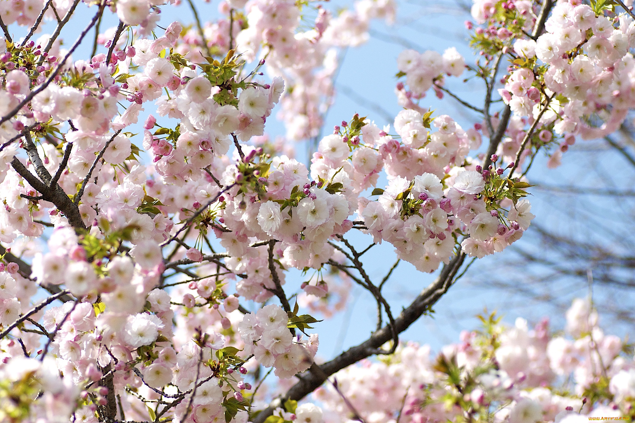 цветы, сакура, вишня, весна