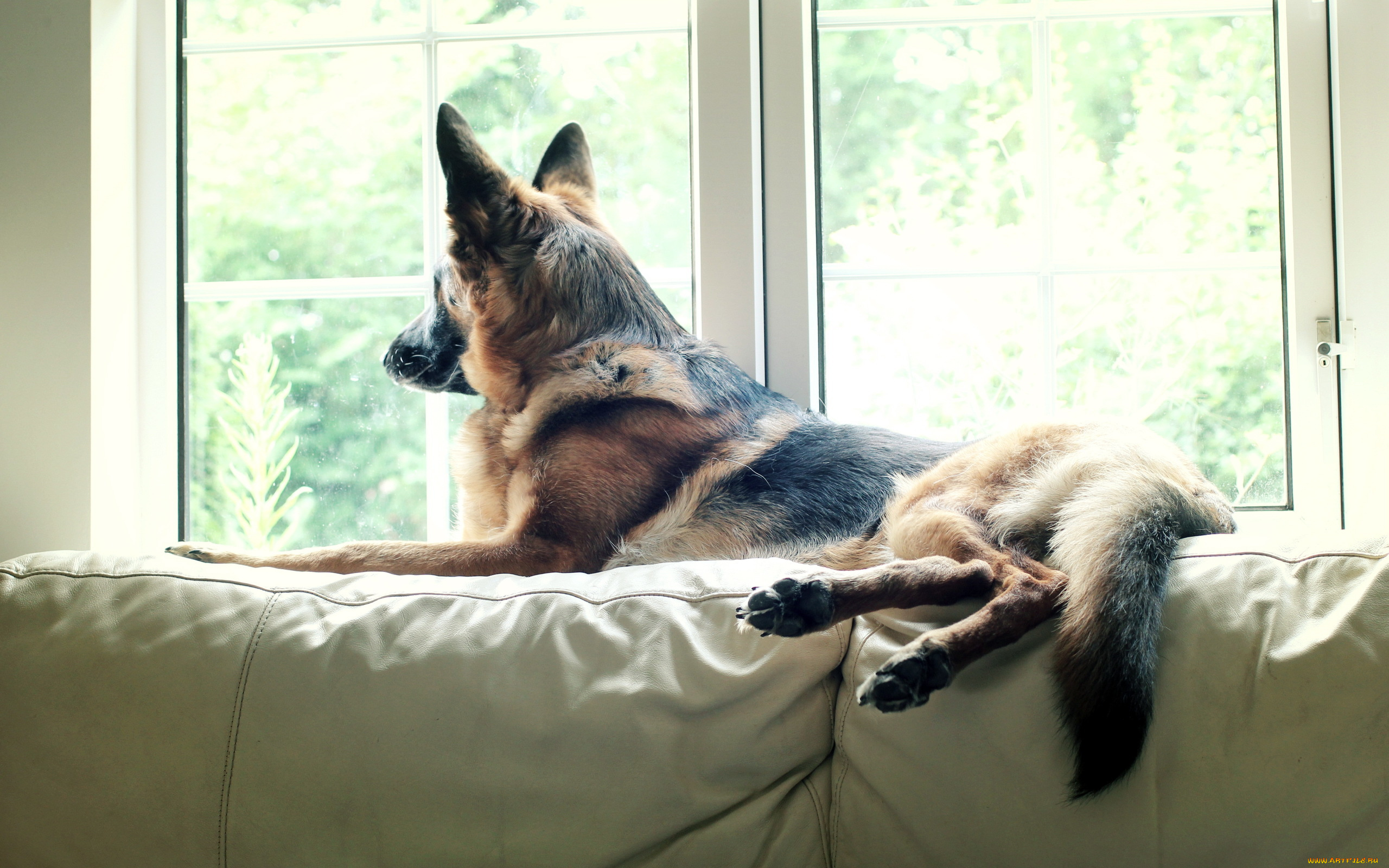 животные, собаки, watching, pet, dog, german, shepherd