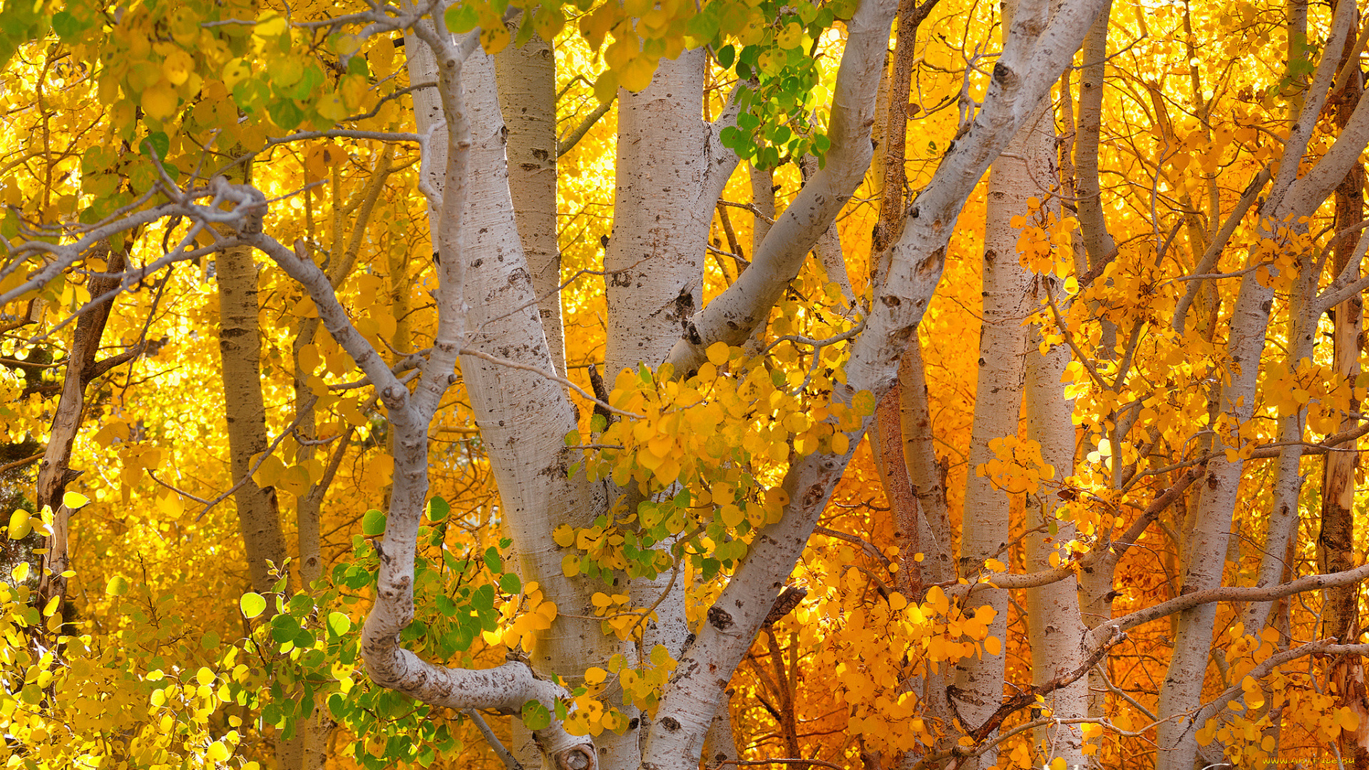 природа, деревья, тополь, осинообразный, листва, ветки, октябрь, осень
