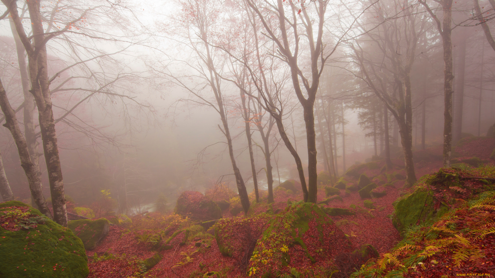 природа, лес, камни, листва, дымка, октябрь, corrado, orio, photography, деревья, осень