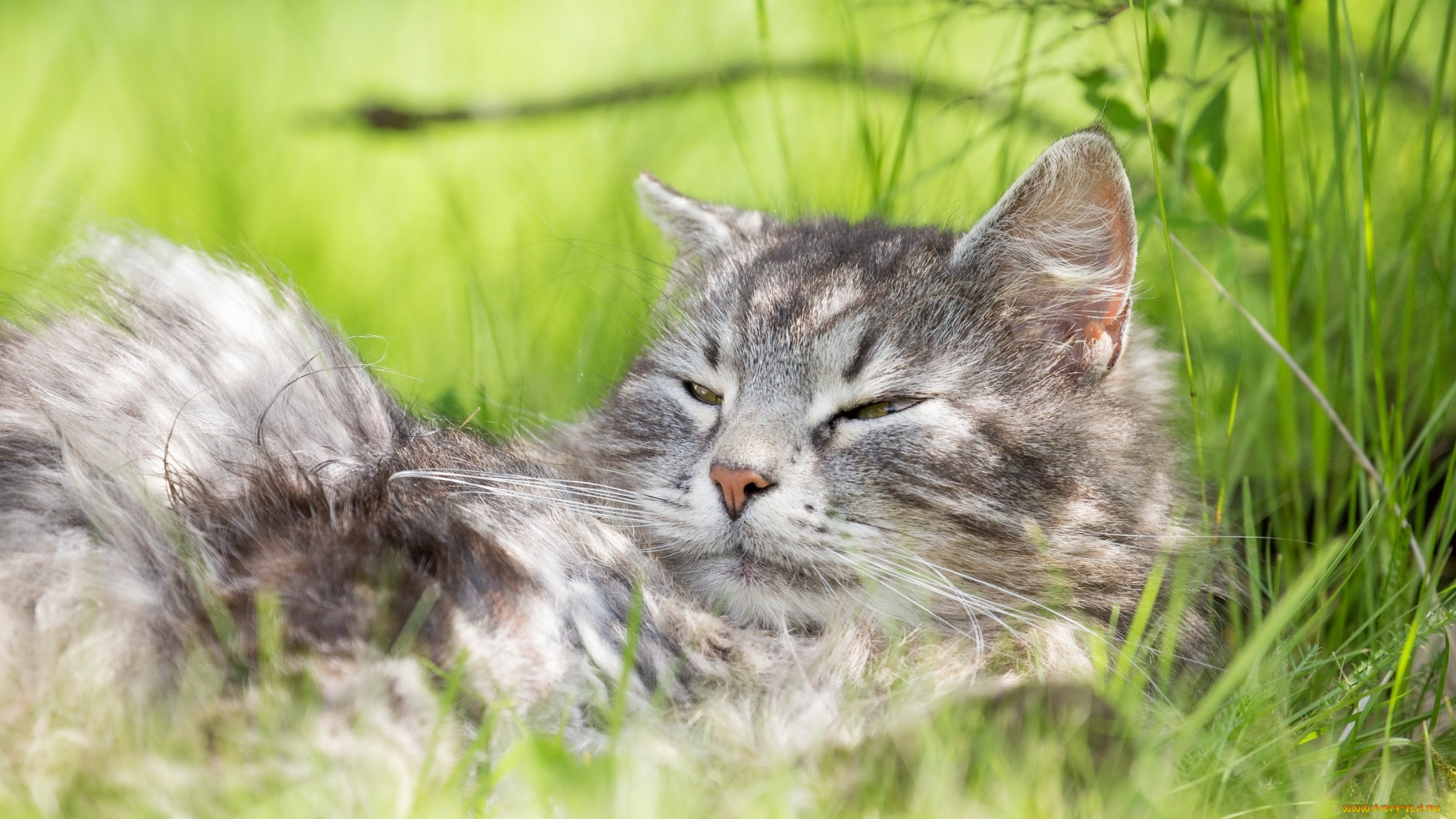 животные, коты, лето, отдых, серый, кот, трава