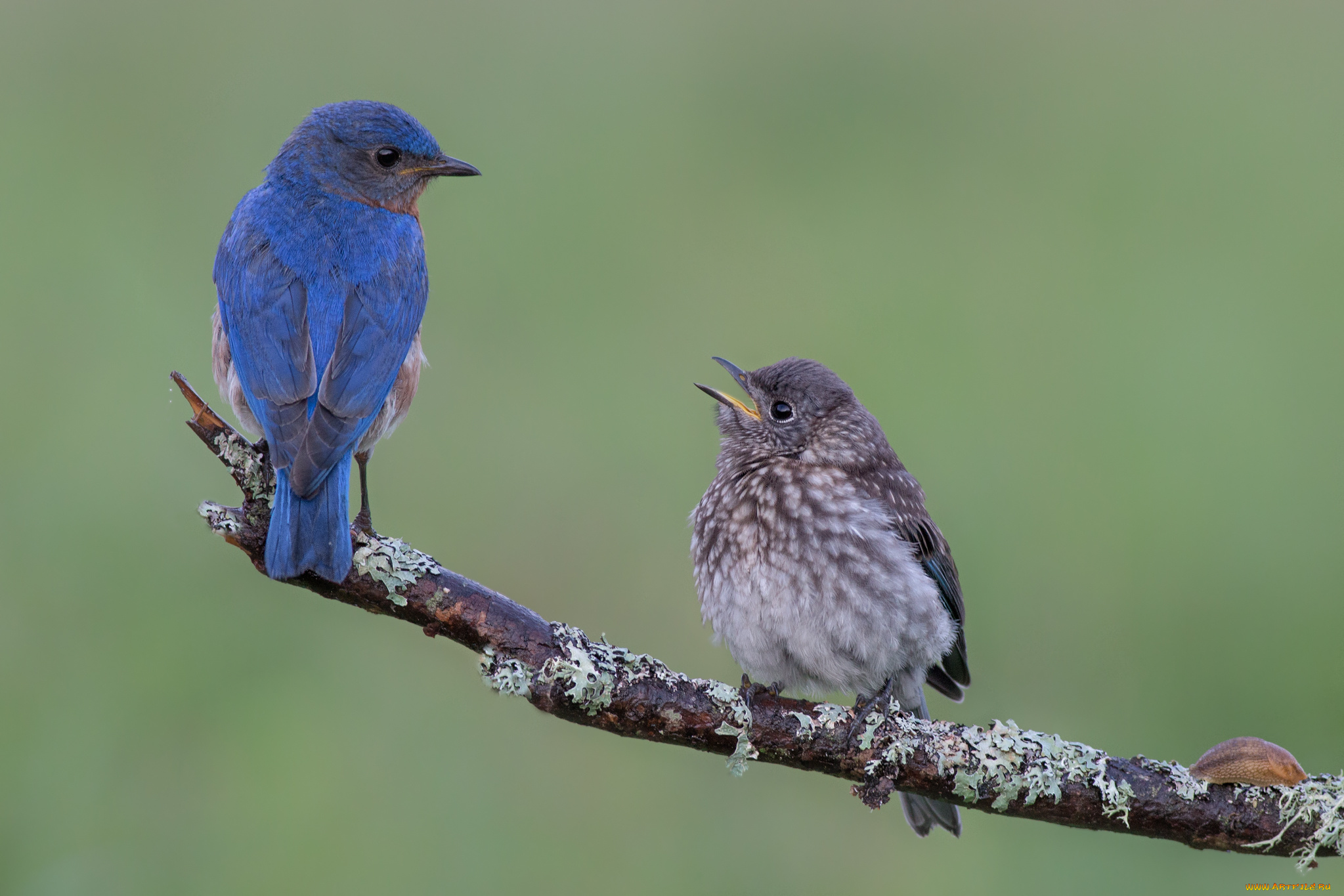 Синяя птичка на гнезде бесплатно