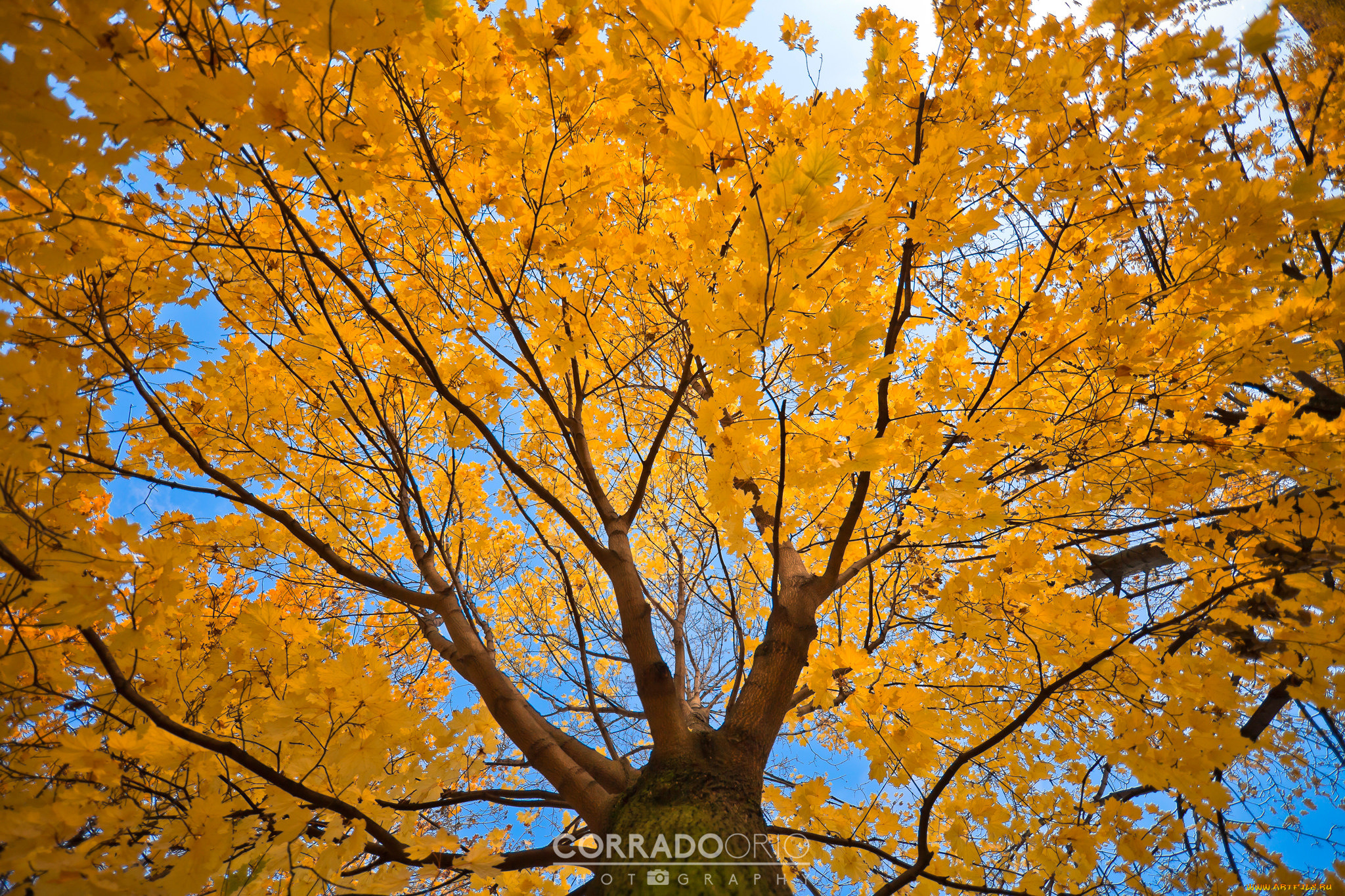 природа, деревья, жёлтая, corrado, orio, photography, листва, клён, дерево, ноябрь, осень