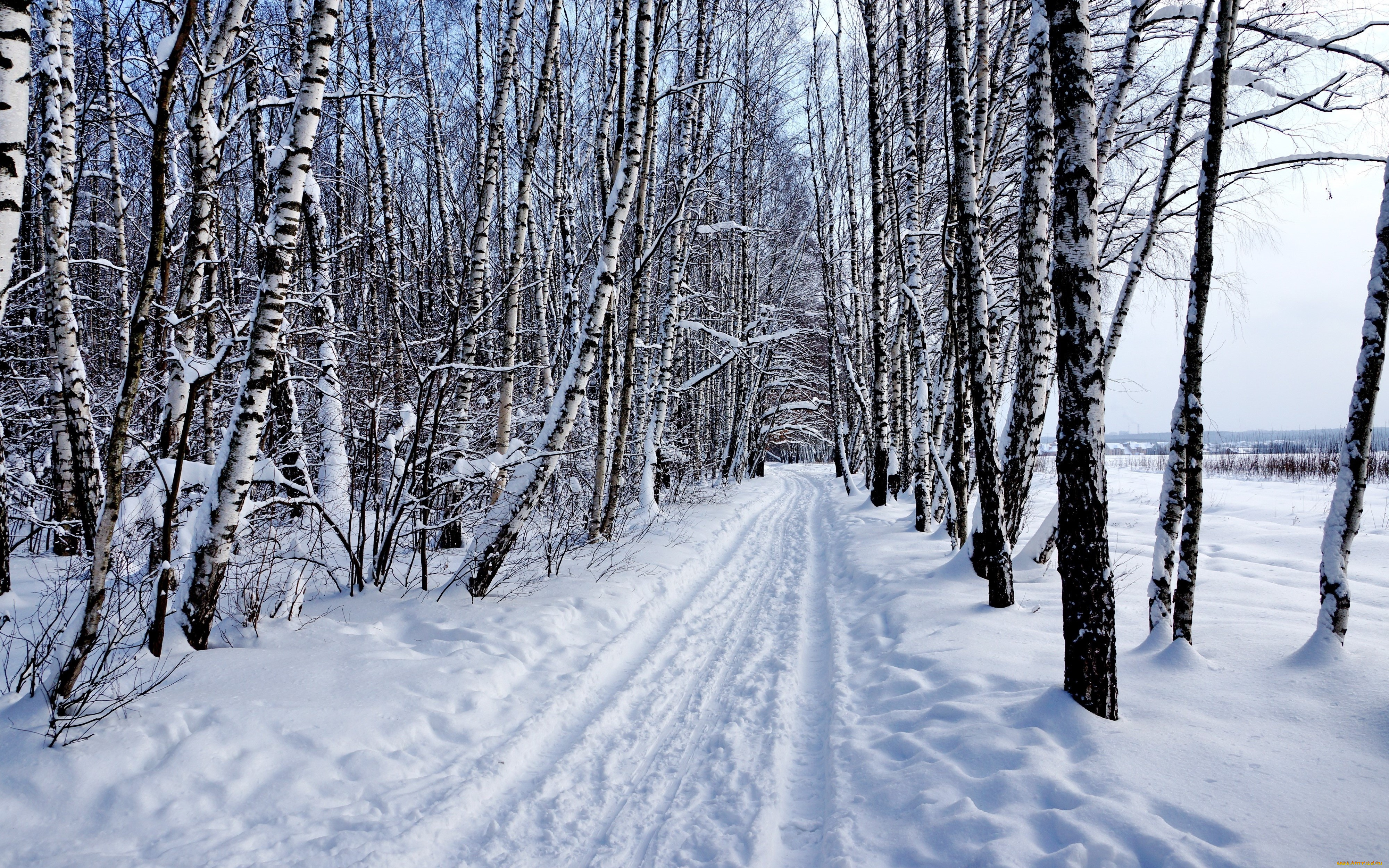 природа, зима, снег, лес, пейзаж, берёзы