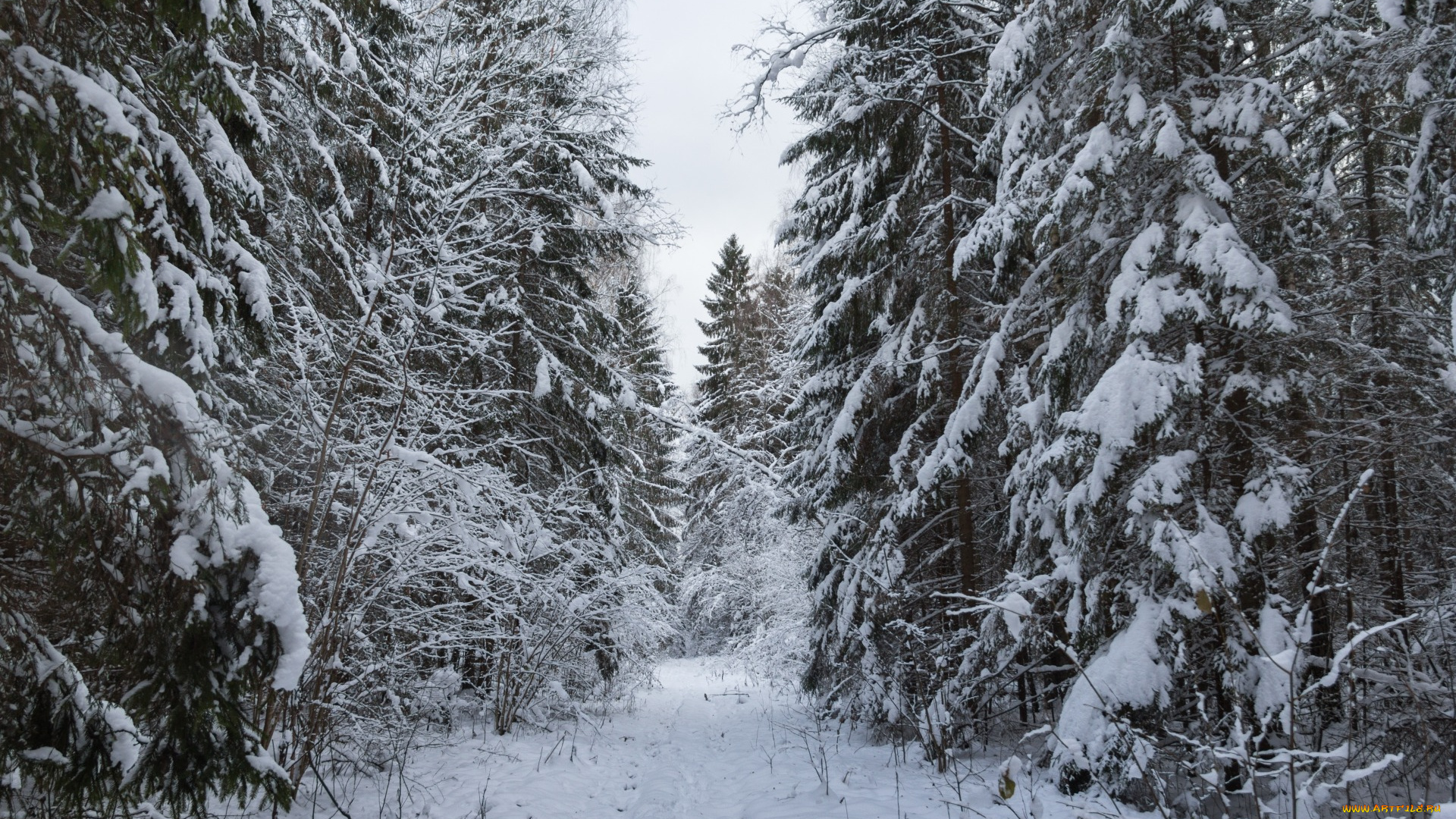 природа, лес, дорога, в, лесу, ели, снежная, снежно, снег, елки, зима