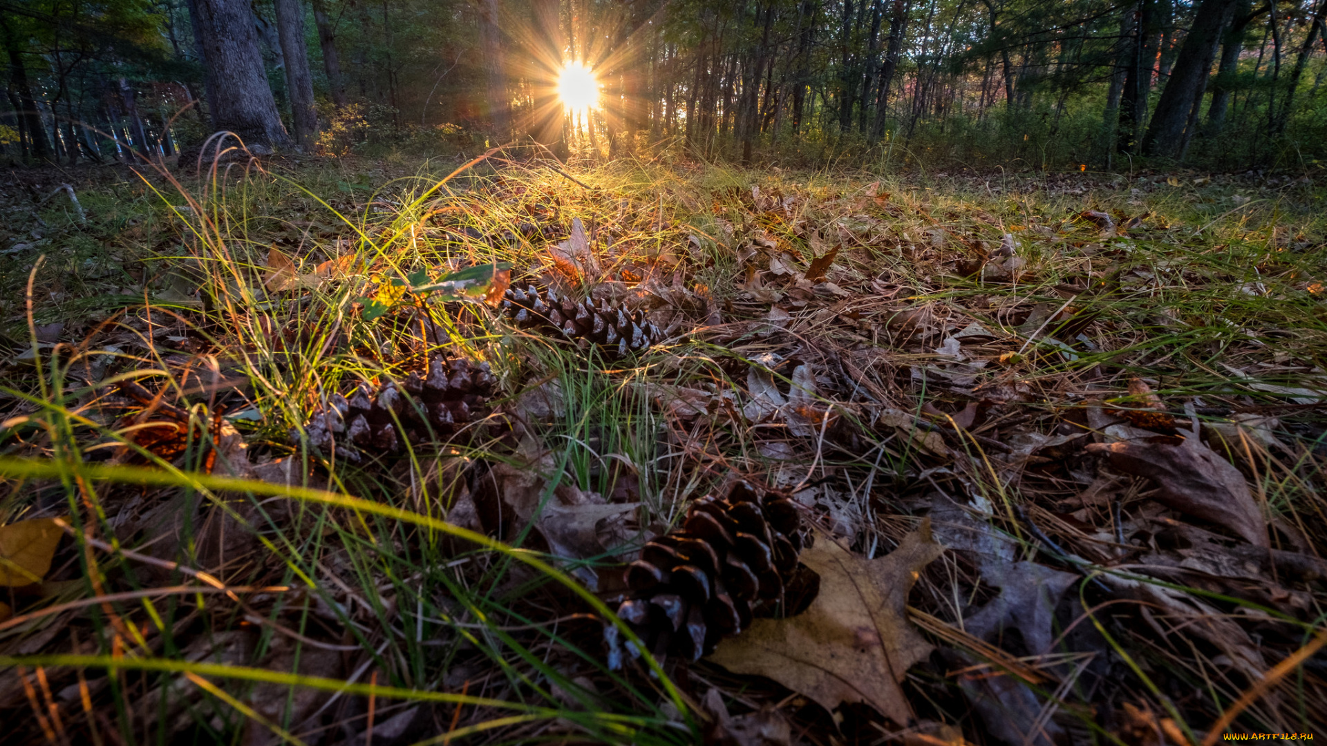 природа, лес, простор