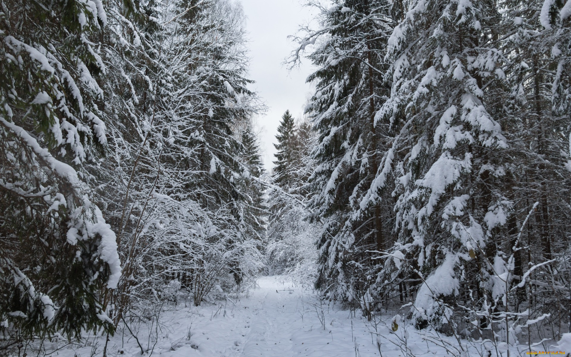 природа, лес, дорога, в, лесу, ели, снежная, снежно, снег, елки, зима
