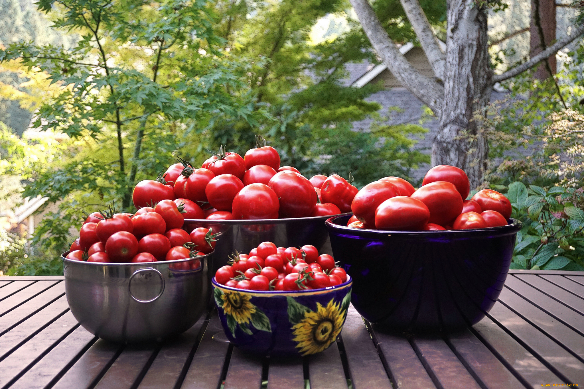 еда, помидоры, урожай, томаты