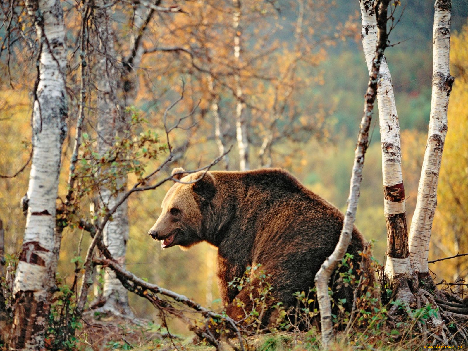 животные, медведи